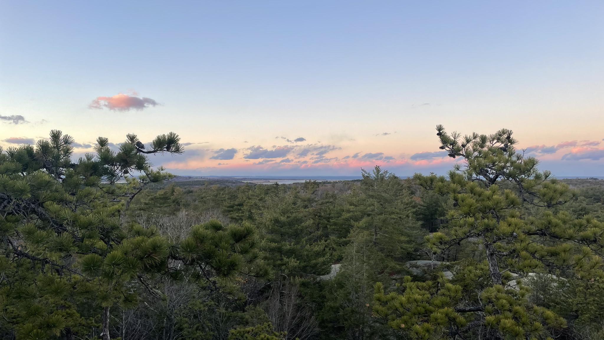 Dense evergreen forest under a pastel sky at dusk, with distant water visible.