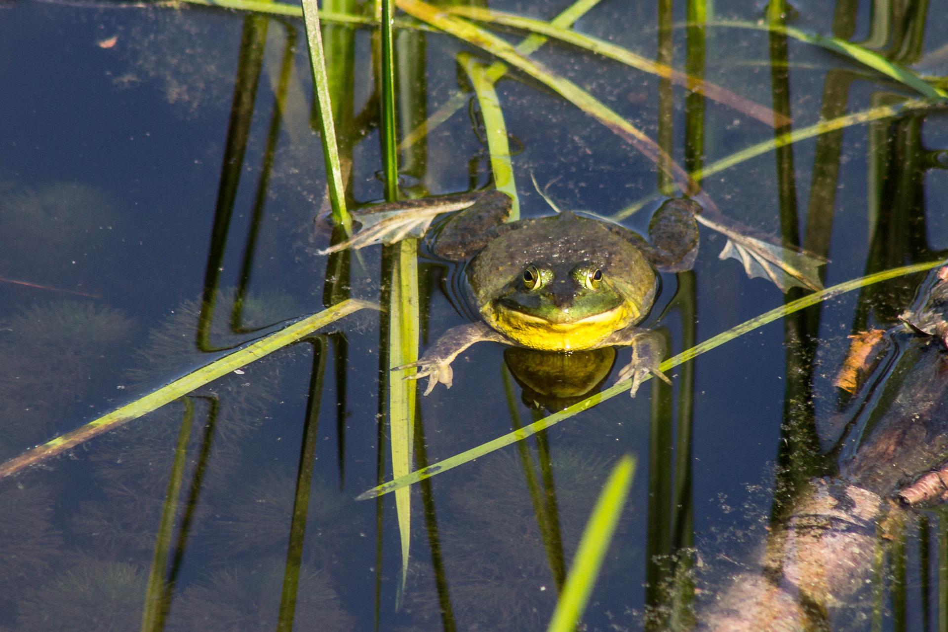 A green and yellow frog floats in dark water among green reeds.