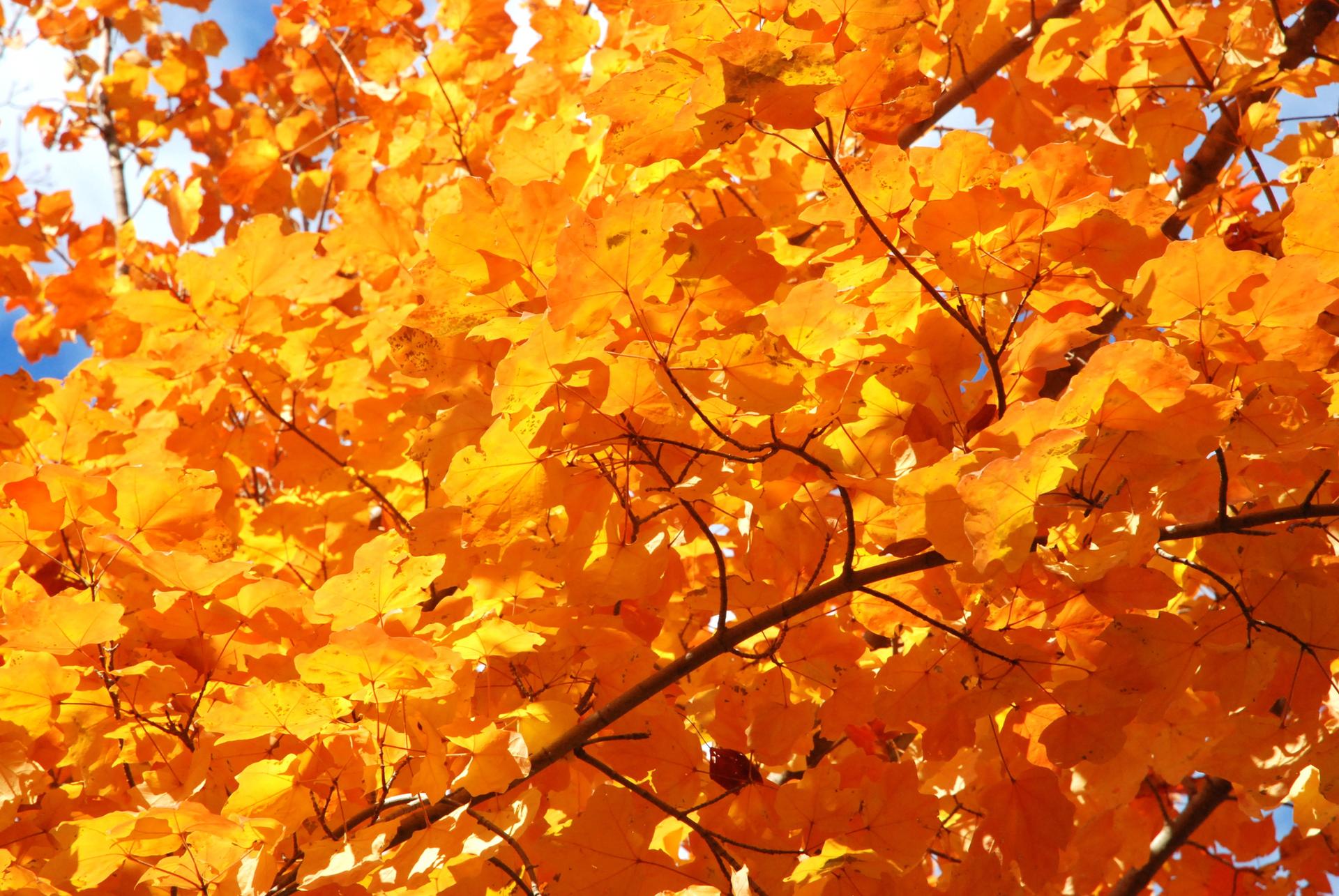 Bright orange and yellow autumn leaves on tree branches against a blue sky.