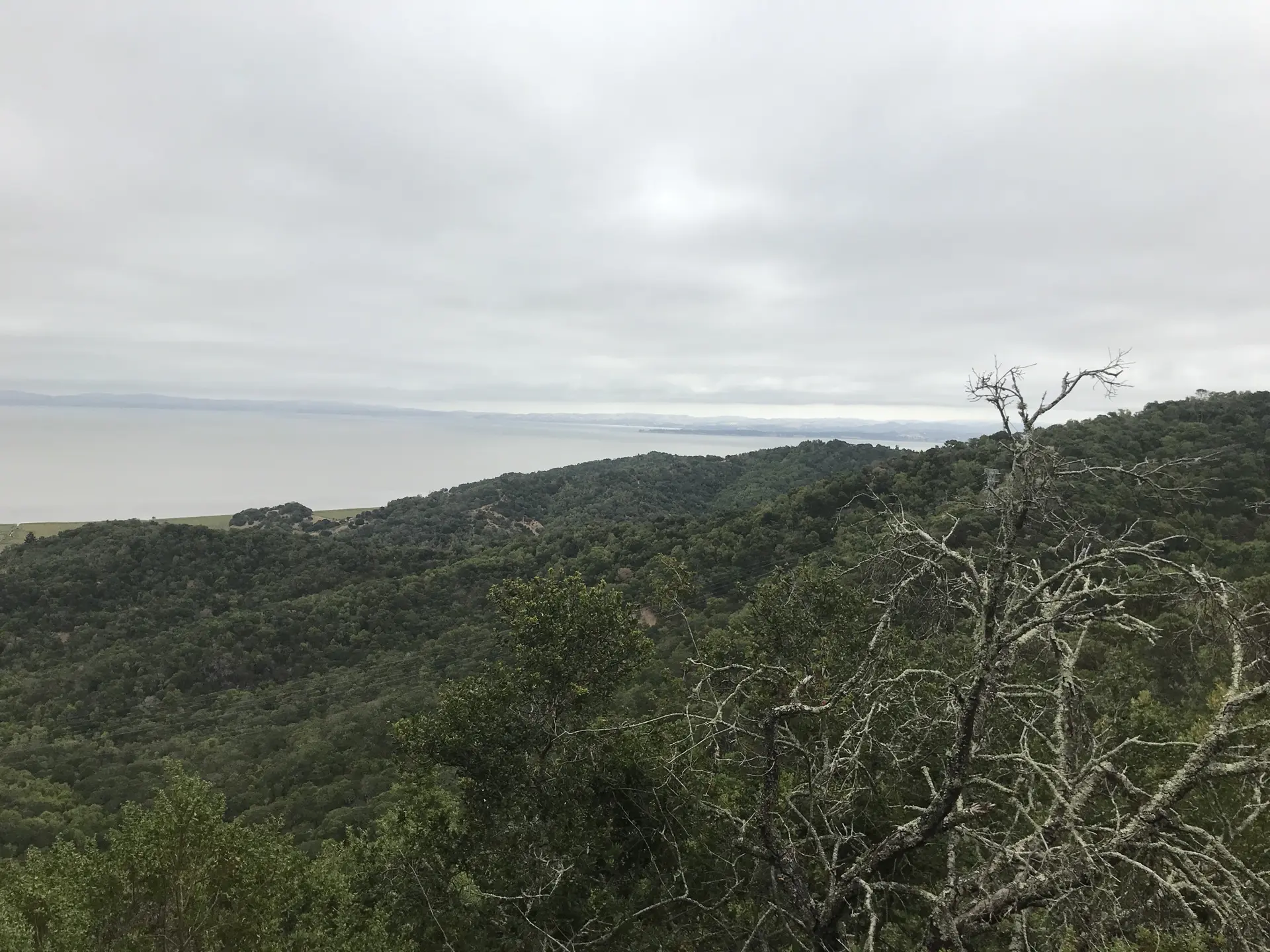 Overcast view of forested hills, a distant body of water, and a dead tree.