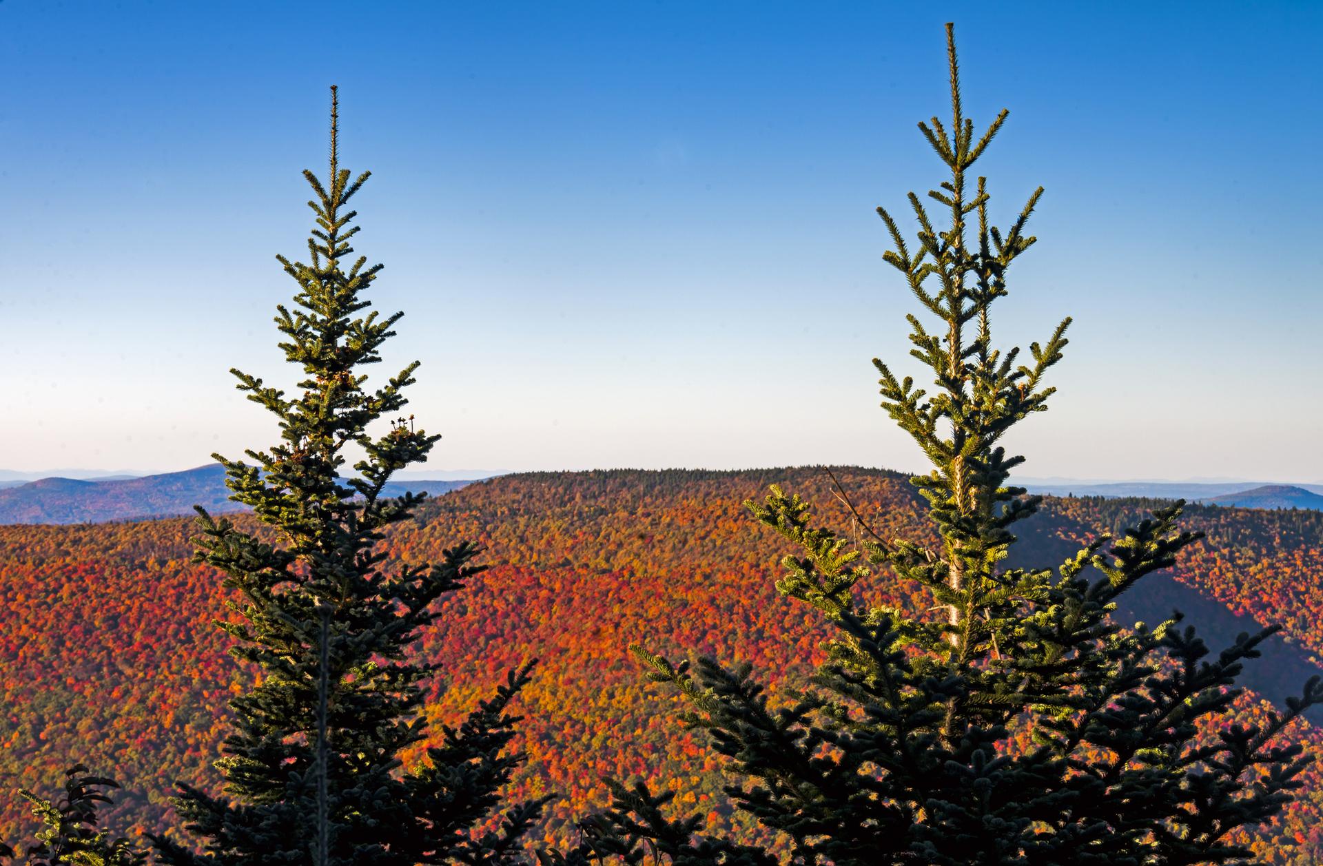 Two evergreens frame a vibrant autumn forest under a clear blue sky.