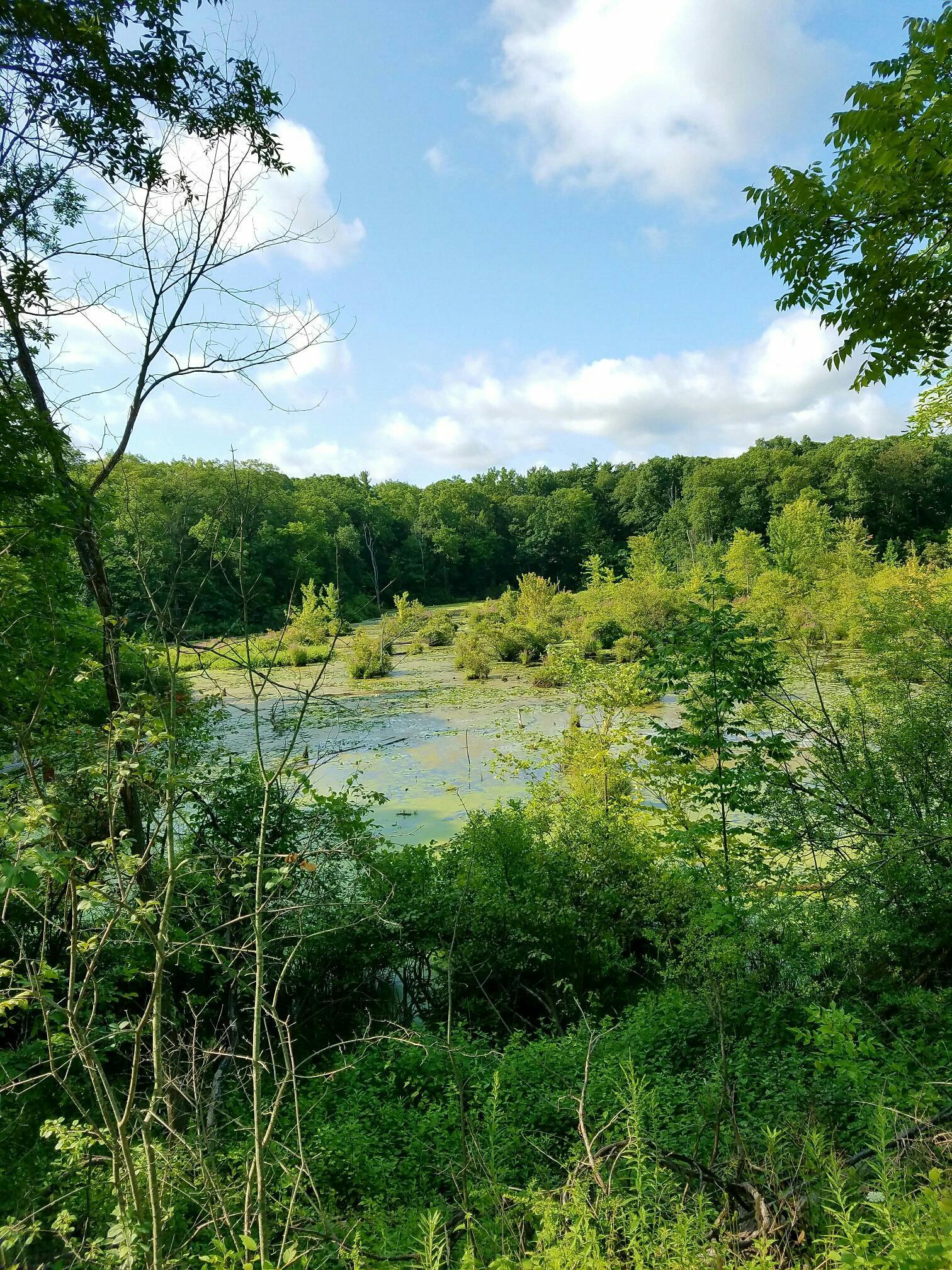 Overgrown marsh with green water and dense forest under a cloudy sky.