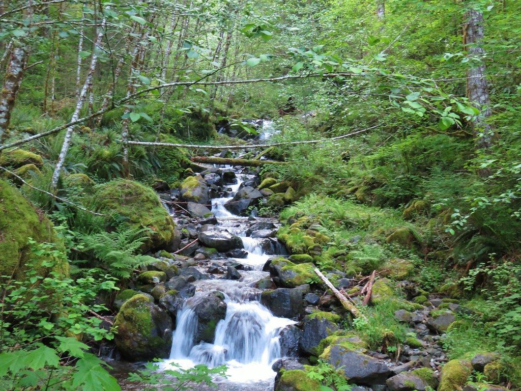 A clear stream cascades over mossy rocks through a lush green forest. - Sardine Mountain Trail