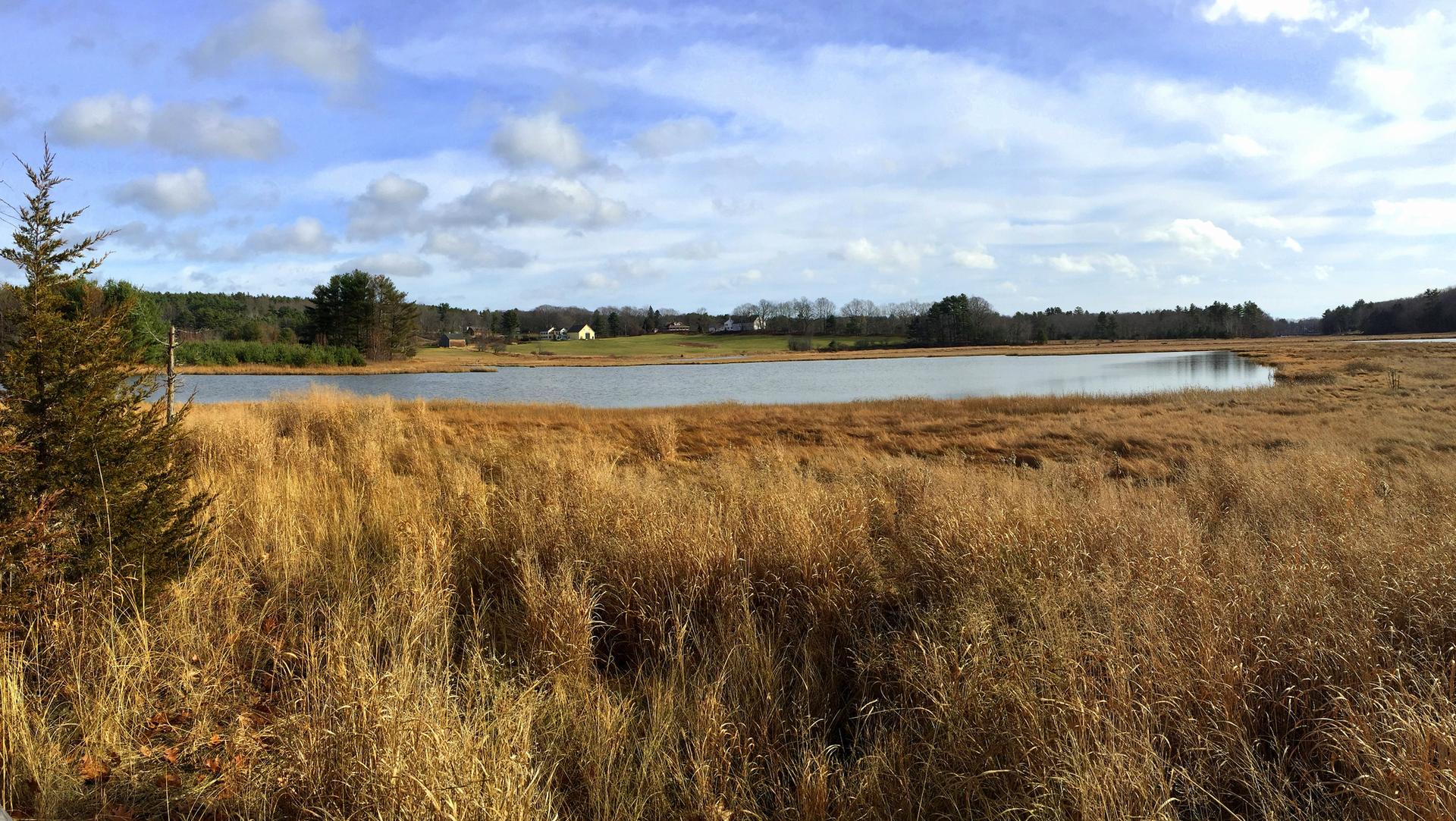 Golden marsh grass frames calm water under a bright, partly cloudy sky.