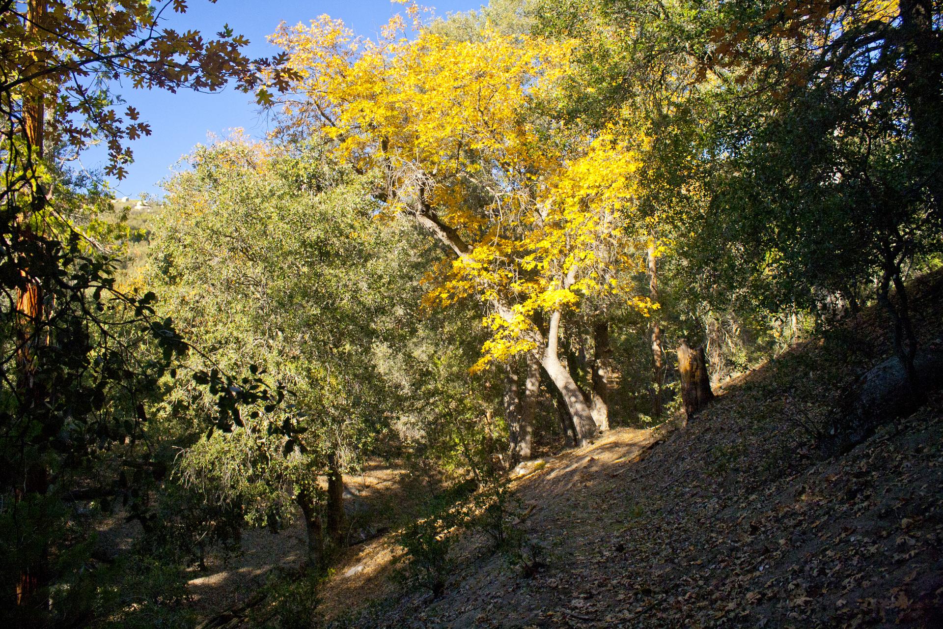 Sunny forest hillside with trees displaying vibrant yellow and green foliage.