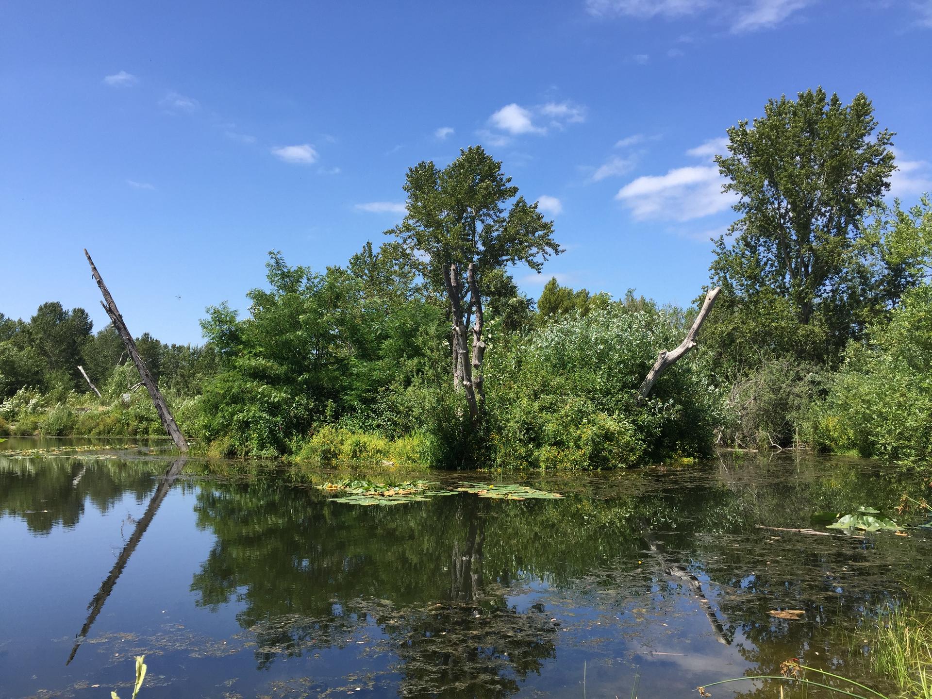 Calm wetland water reflects green trees under a bright blue sky.