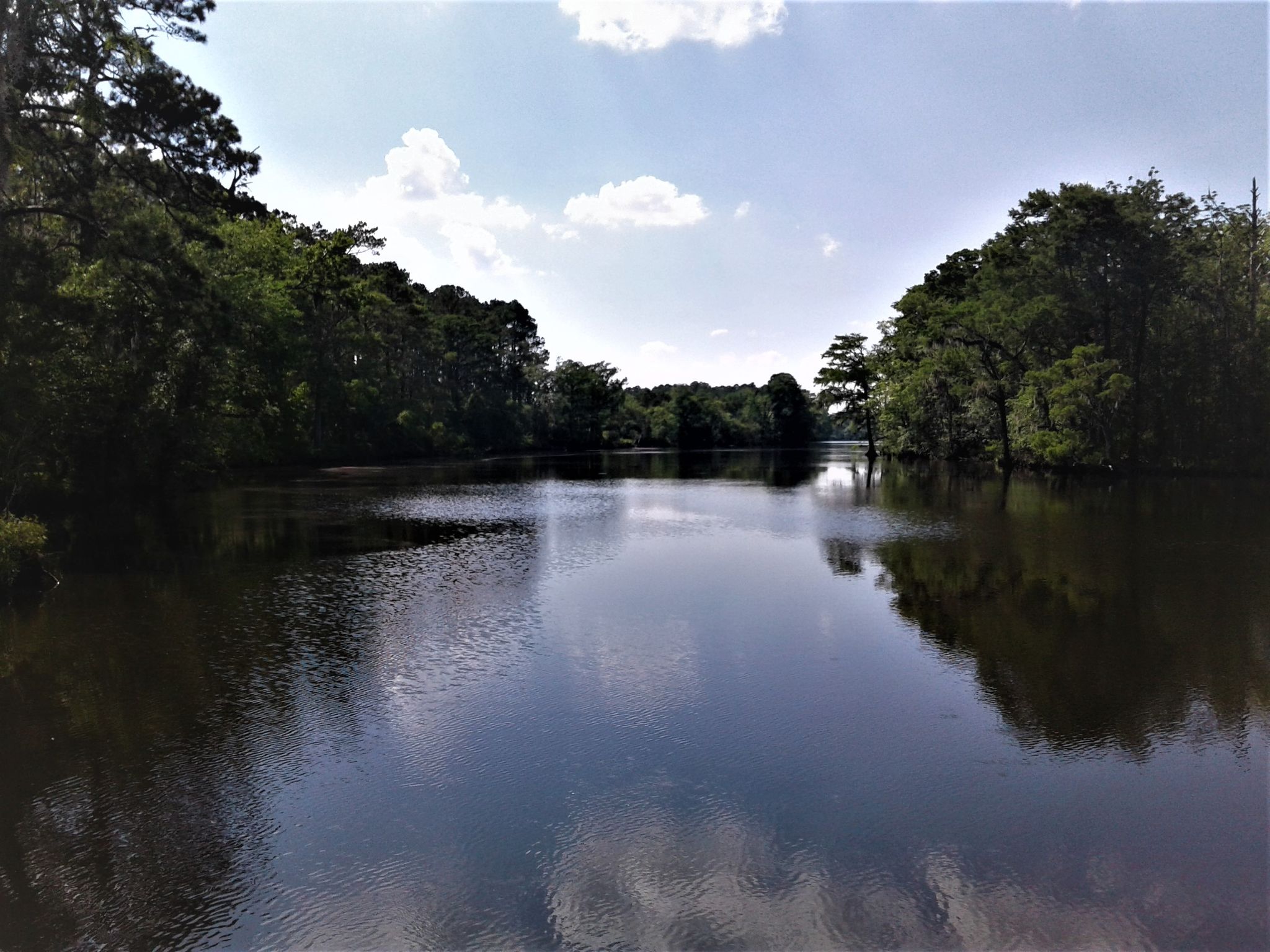 Calm lake surrounded by dense green trees under a bright, cloudy sky. - White Deer and Lake Benson Parks Loop