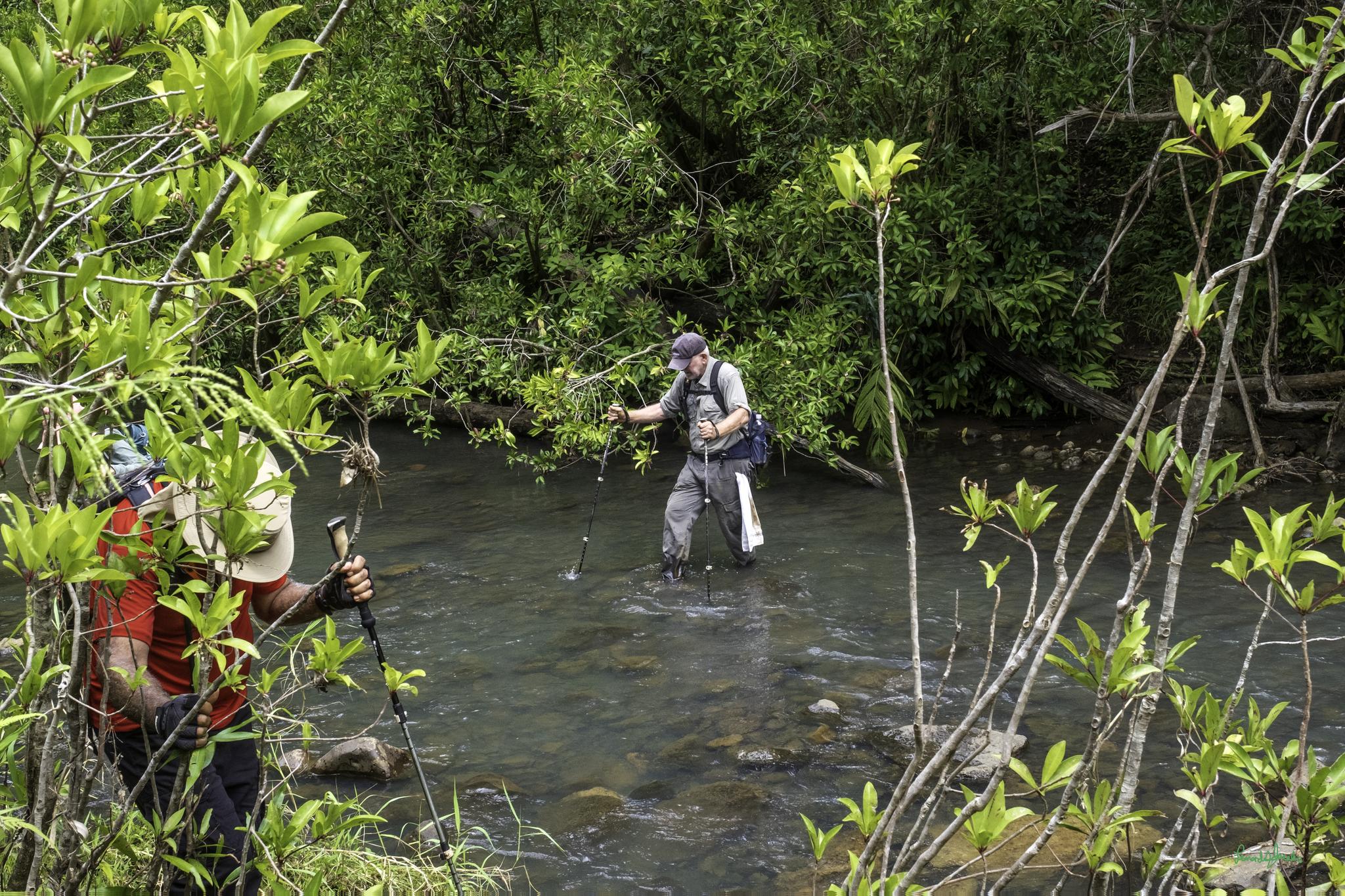 Two people in a lush forest, one wading in a clear stream.