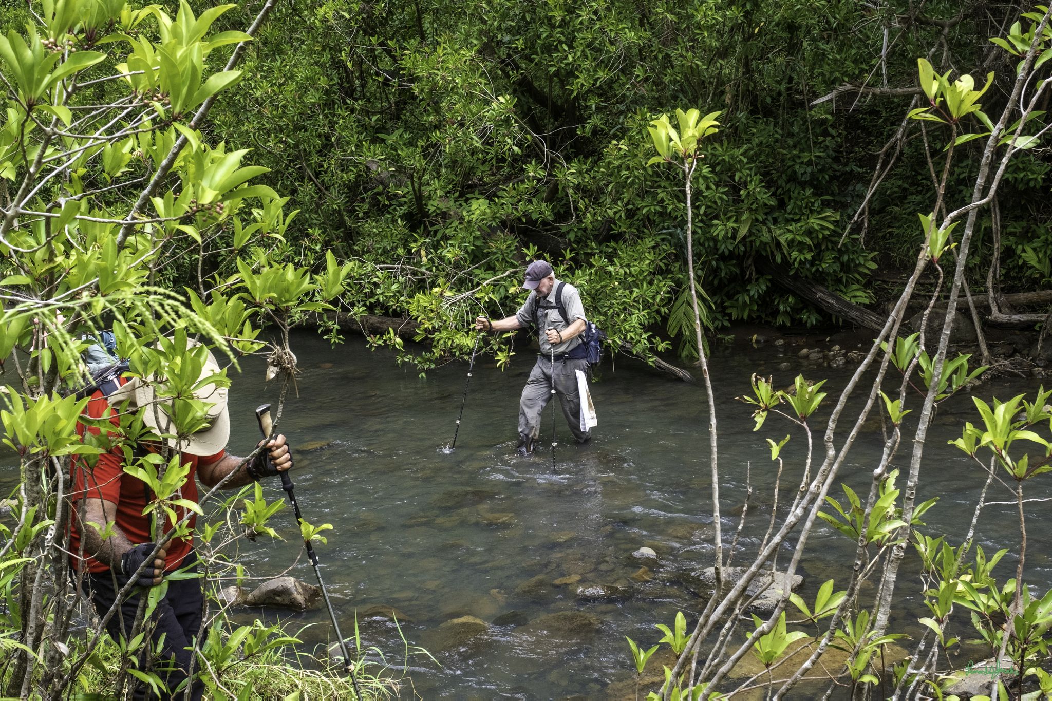 Two people in a lush forest, one wading in a clear stream. - Nakoa Trail