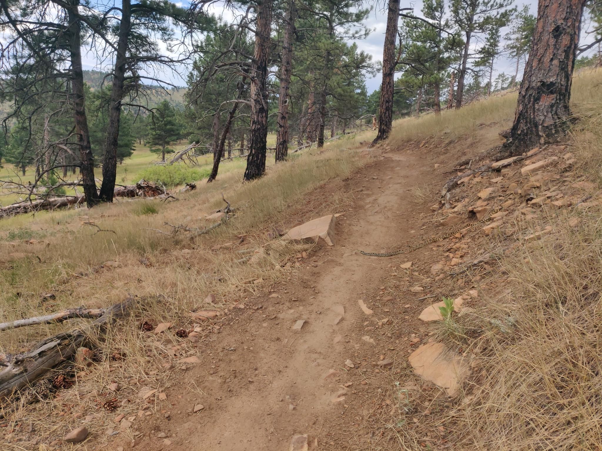 A winding dirt trail through a pine forest with dry grass under soft light. - Overland Loop Trail