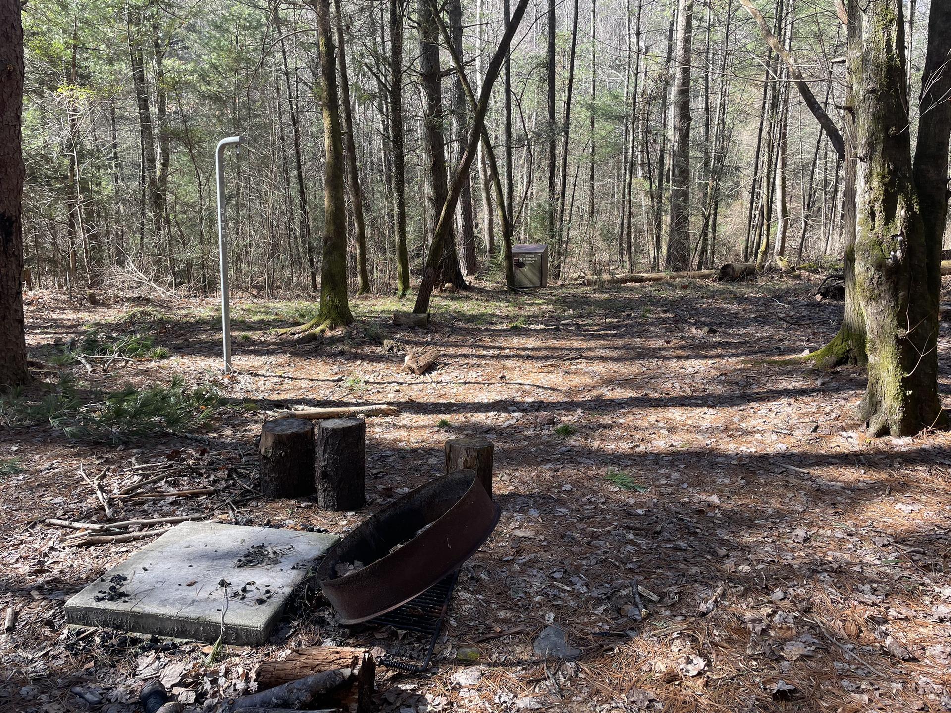 A rustic forest campsite with a fire pit and tall trees.