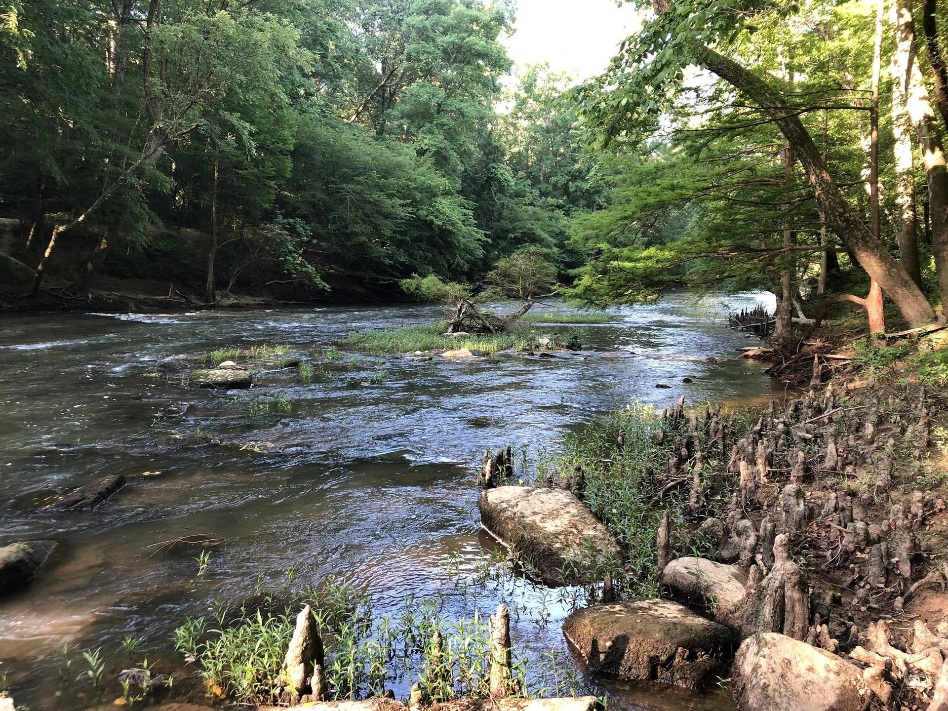 Rushing river with rocks and cypress knees along the bank, green trees.