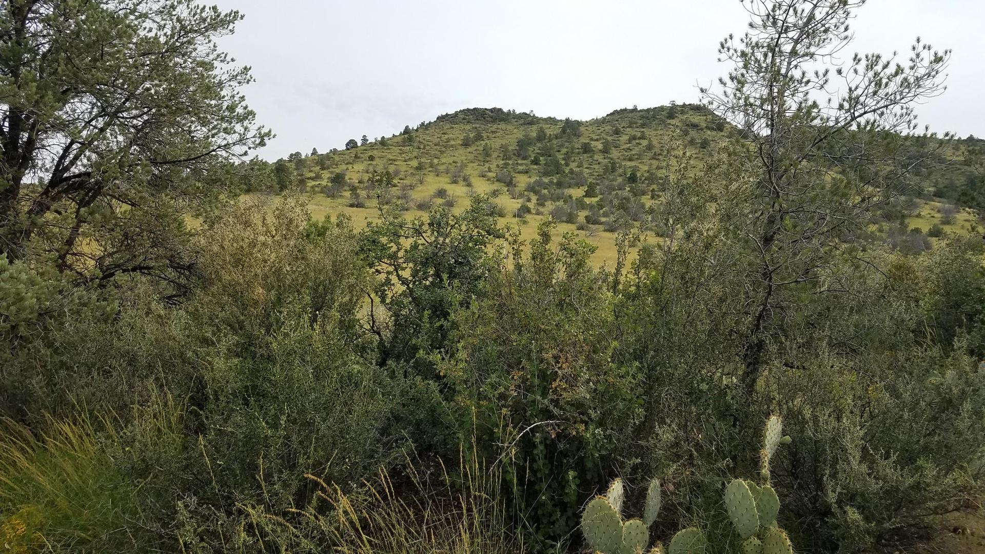 Green bushes and grassy hills under an overcast sky.