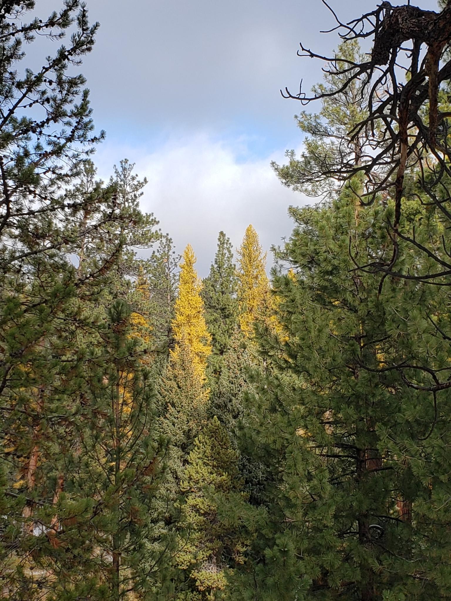 A view through green pine trees to distant bright yellow trees under clouds.