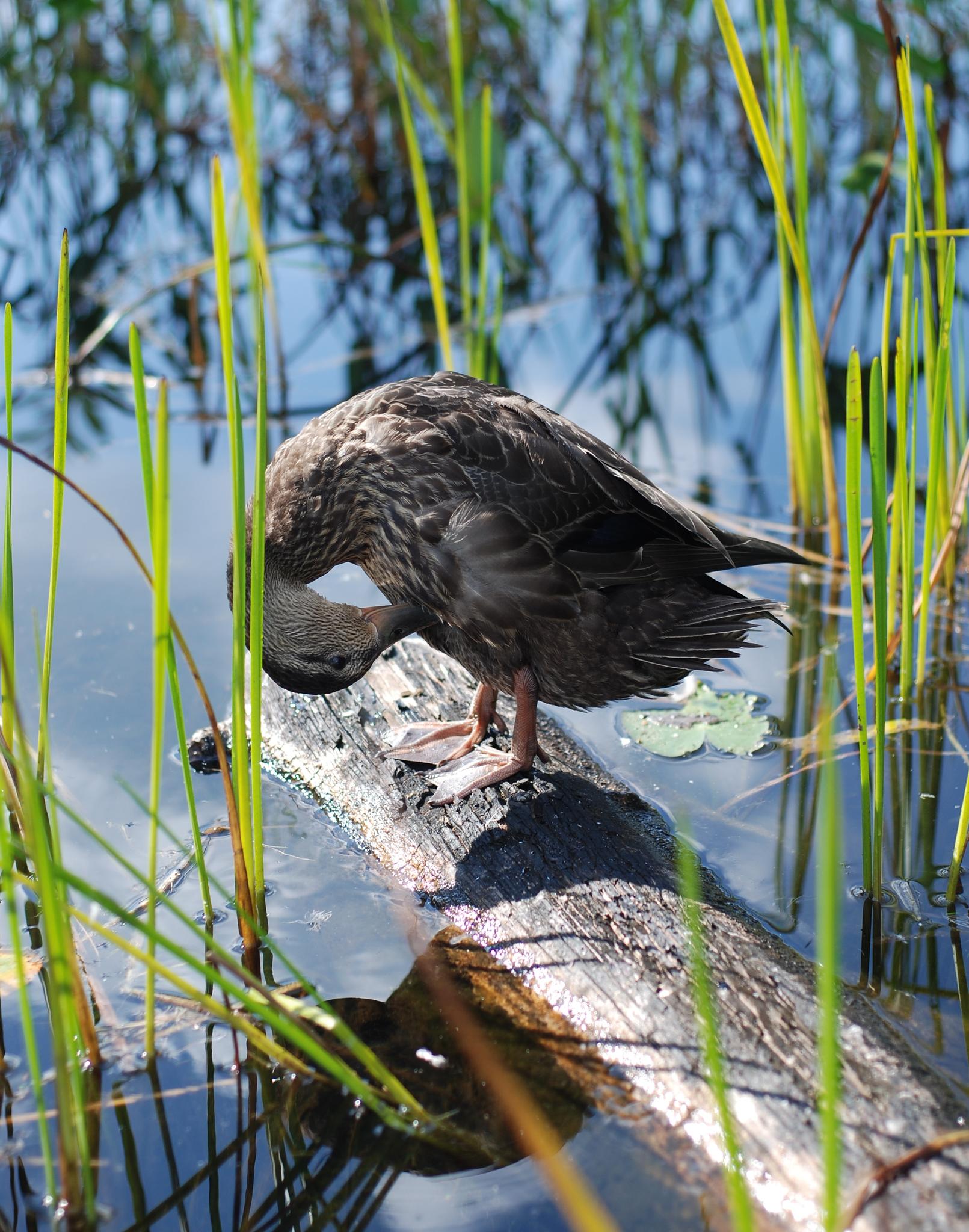A dark duck preening on a log in sunny water with green reeds.