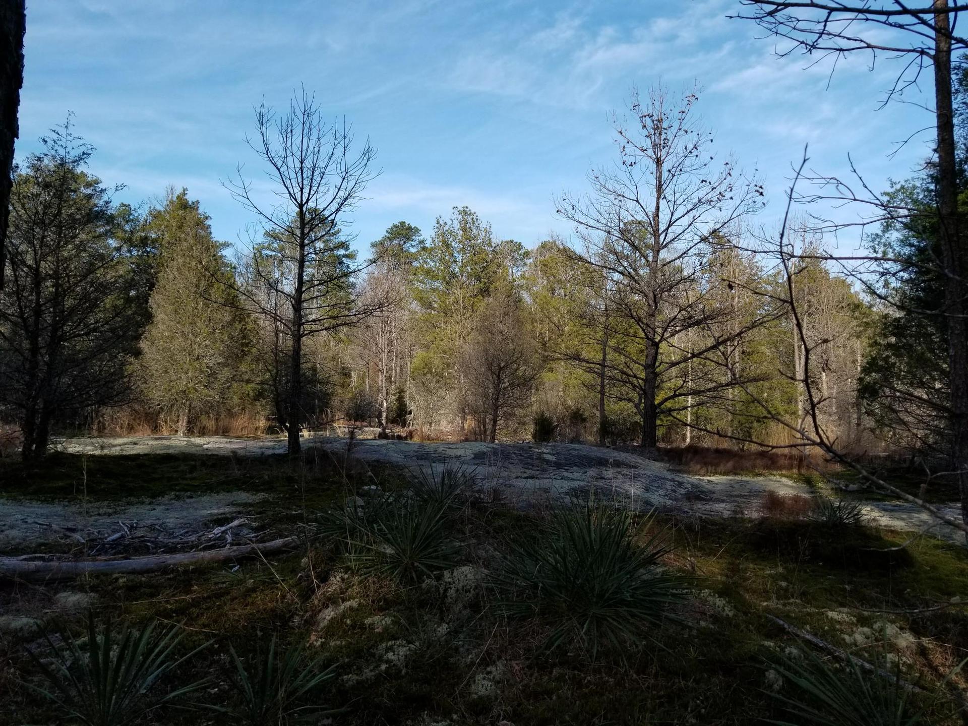 A sunny forest clearing with bare and evergreen trees, rocky ground, and blue sky.