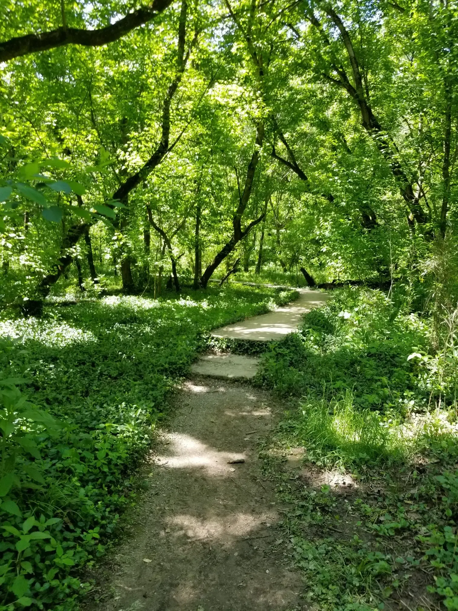 A dirt path winds through a lush green forest with dappled sunlight. - Cherokee Park Scenic Loop