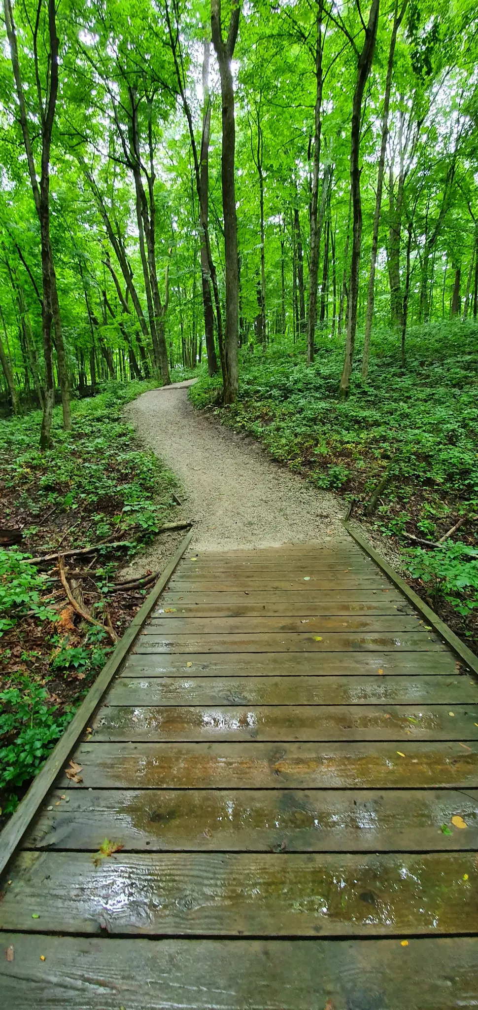 Wet wooden boardwalk leads to a winding dirt path in a lush green forest.