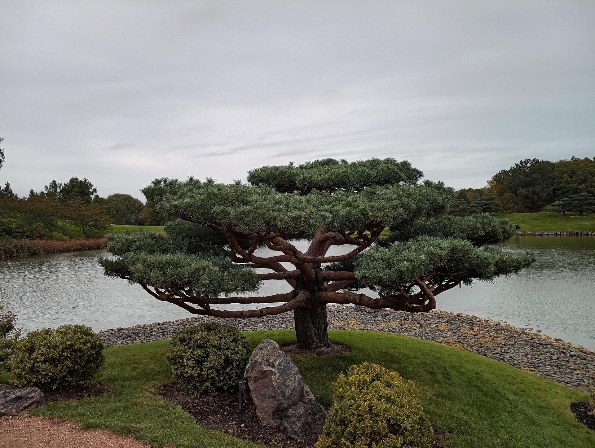 A sculpted pine tree on a small island in a lake under a cloudy sky.