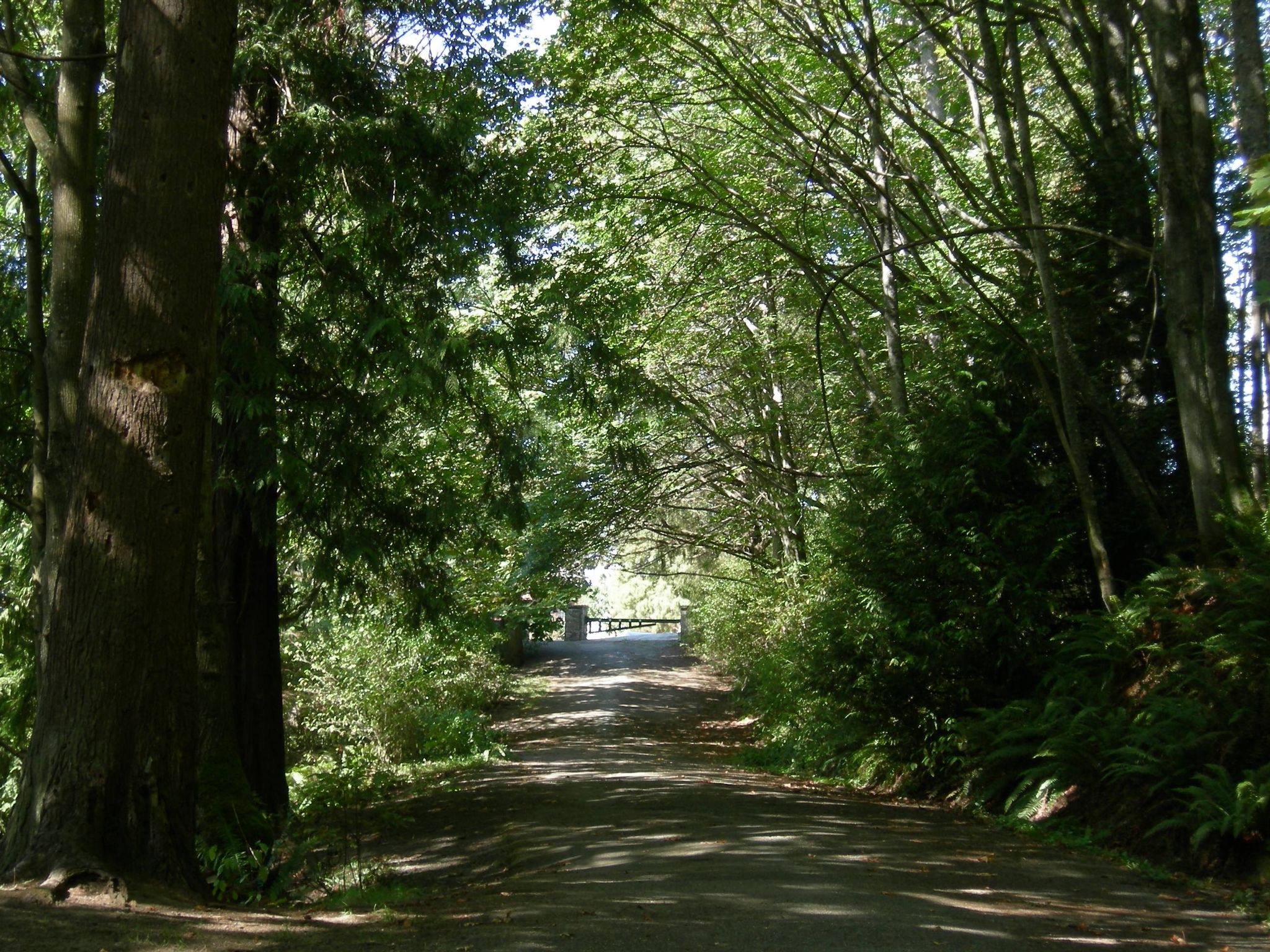 A shaded forest path with dappled sunlight leading to a bright opening. - Schmitz Park Preserve: Seattle's Forest Past