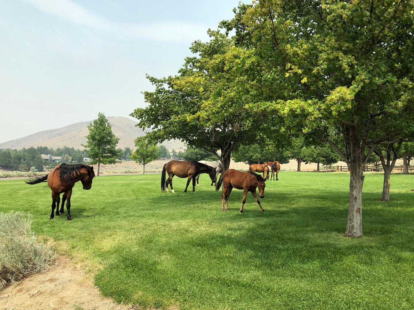 Brown horses graze in a sunny, green field with trees and distant mountains.
