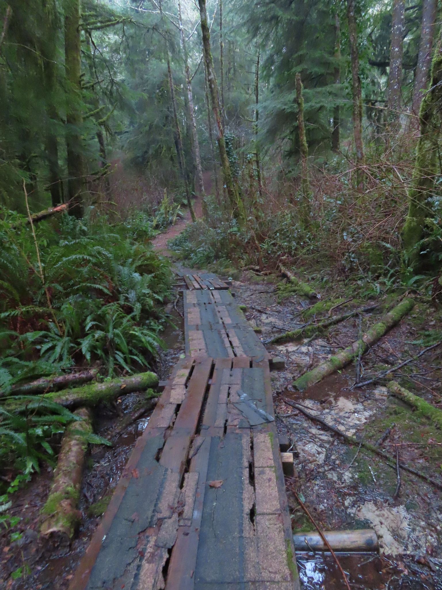A weathered wooden boardwalk winds through a dense, misty forest. - Oregon Coast and Devil's Lake Loop