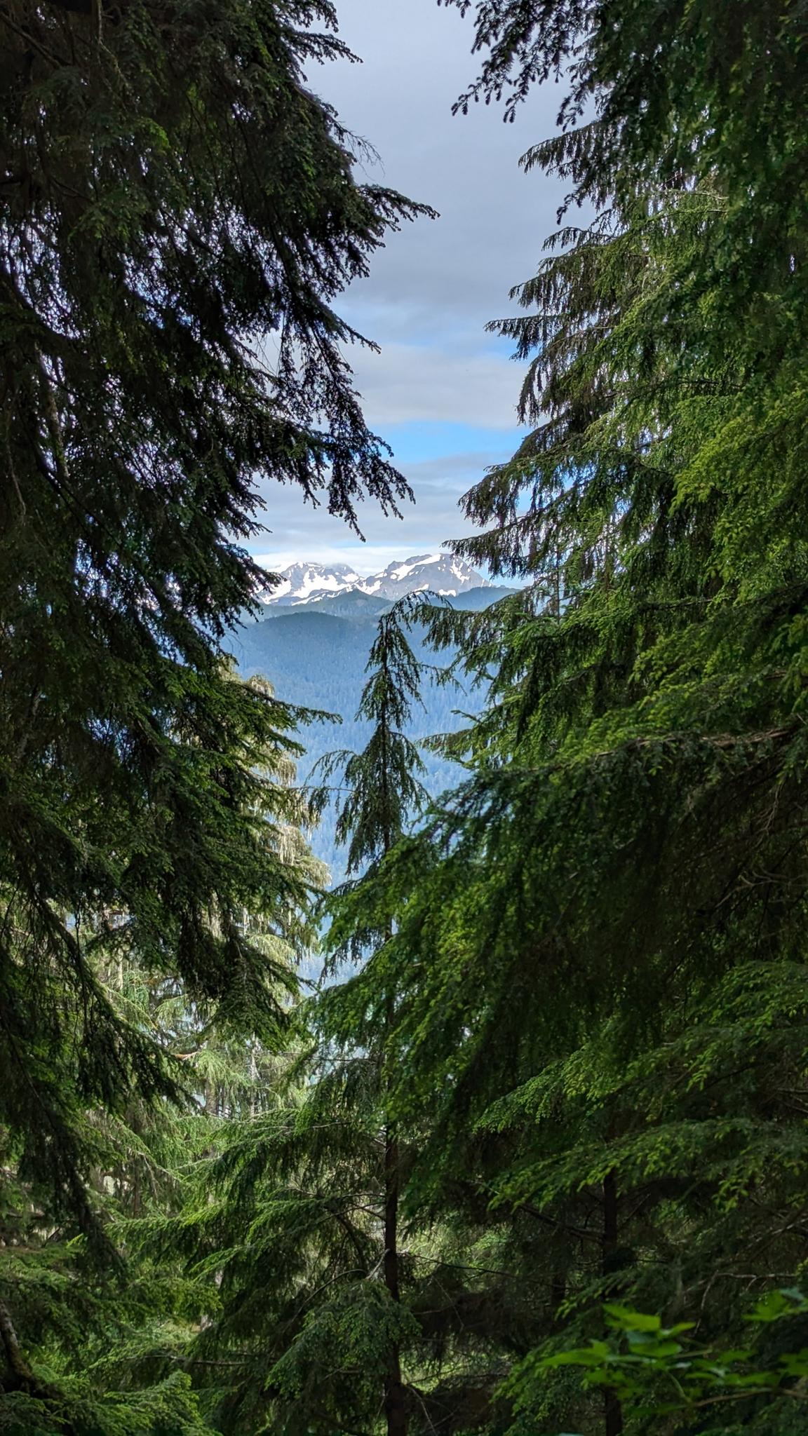 Distant snow-capped mountains are visible through a V-shaped opening in tall trees.