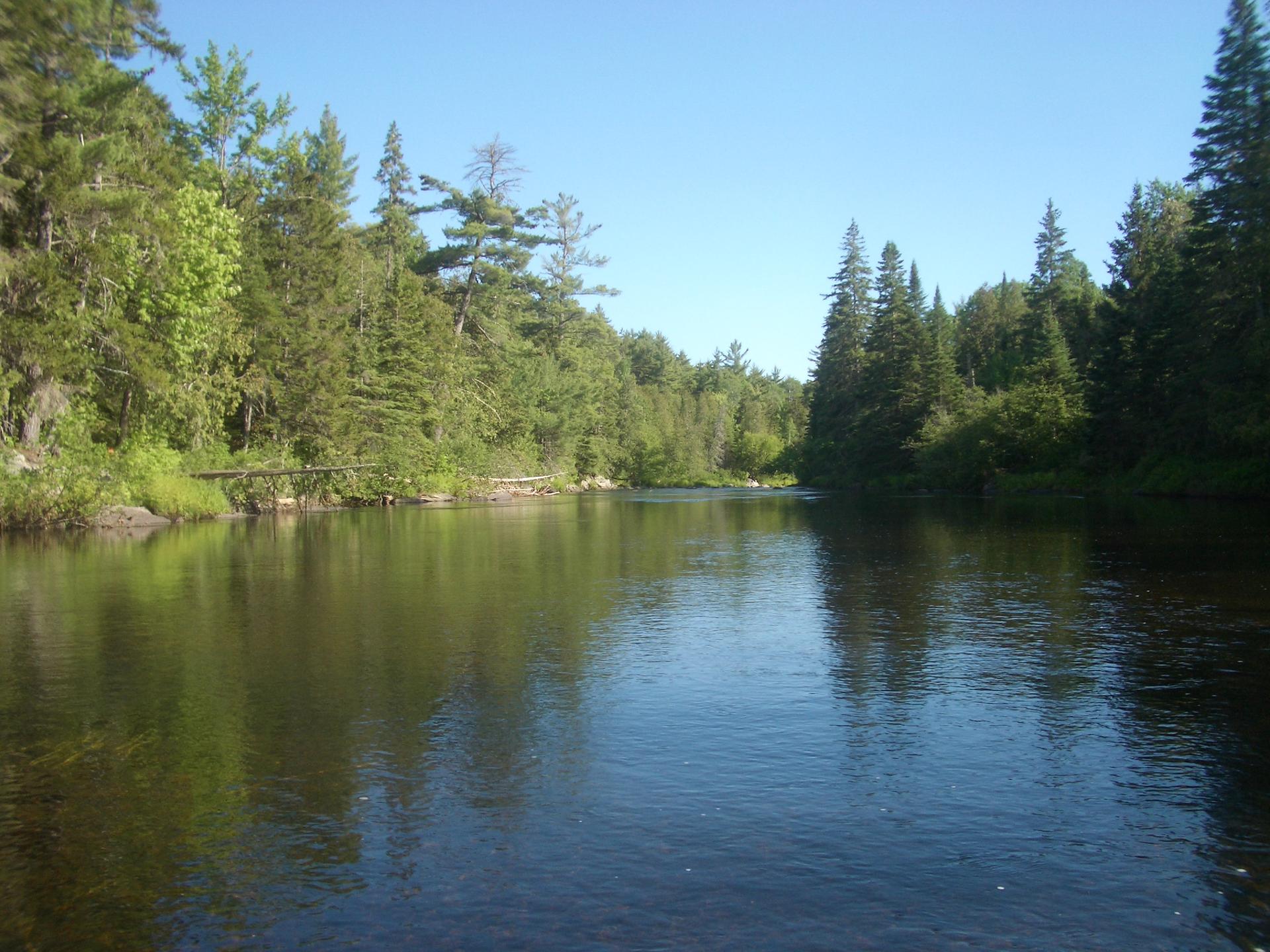 Calm river reflecting dense green forest under bright sky, with a rustic bridge.
