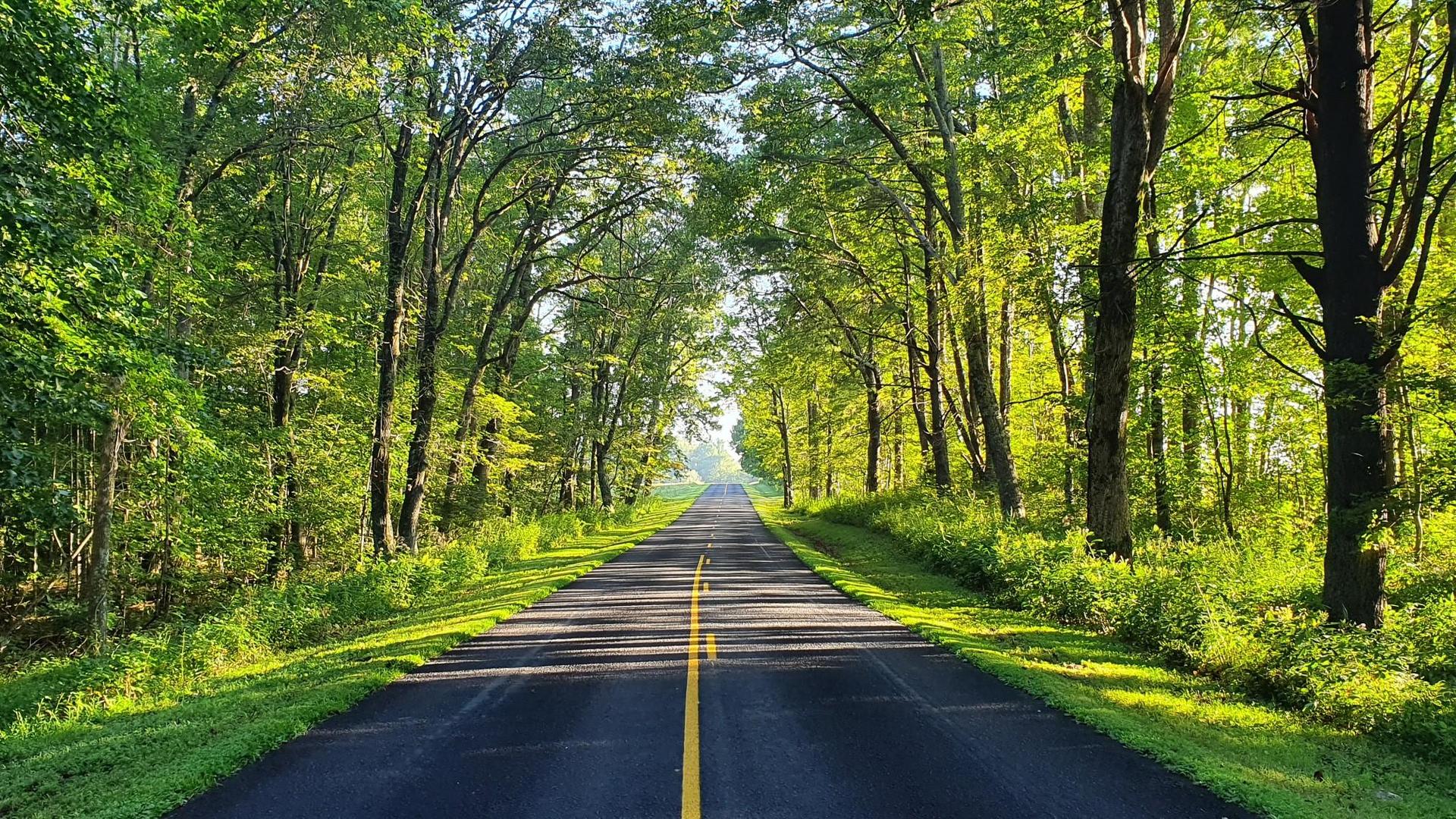 A sunlit paved road stretches through a tunnel of vibrant green trees.