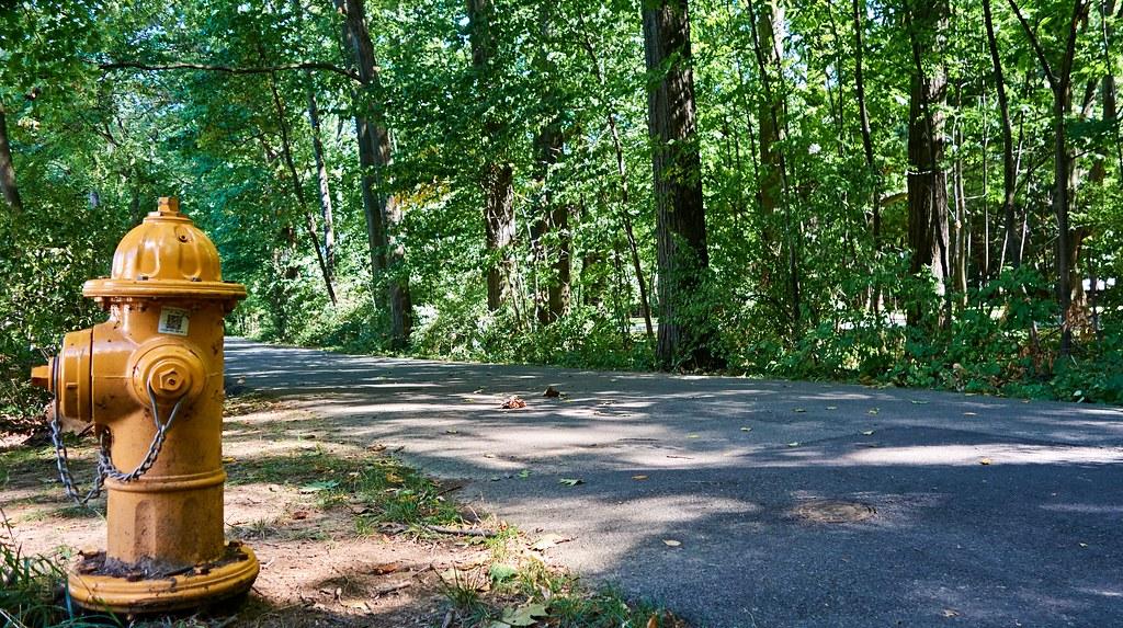 A yellow fire hydrant sits beside a paved path through a sunlit green forest.