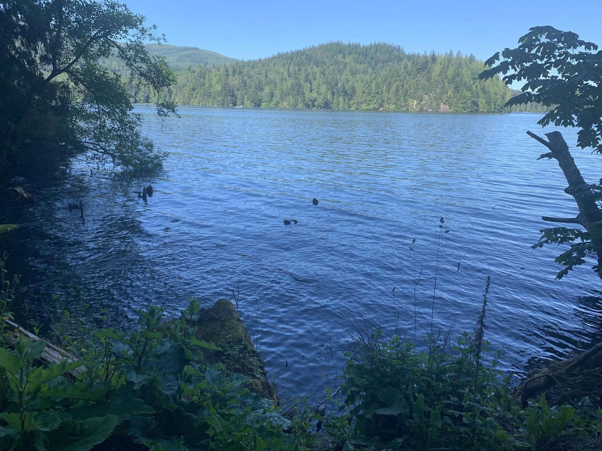 Calm blue lake bordered by dark green trees on a sunny day.