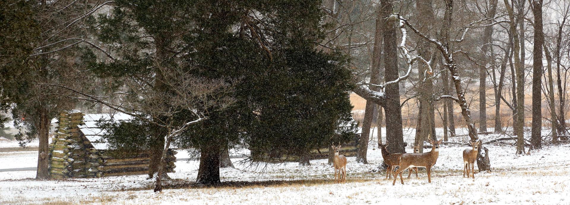 Deer graze in a snowy field near a log cabin and winter trees.
