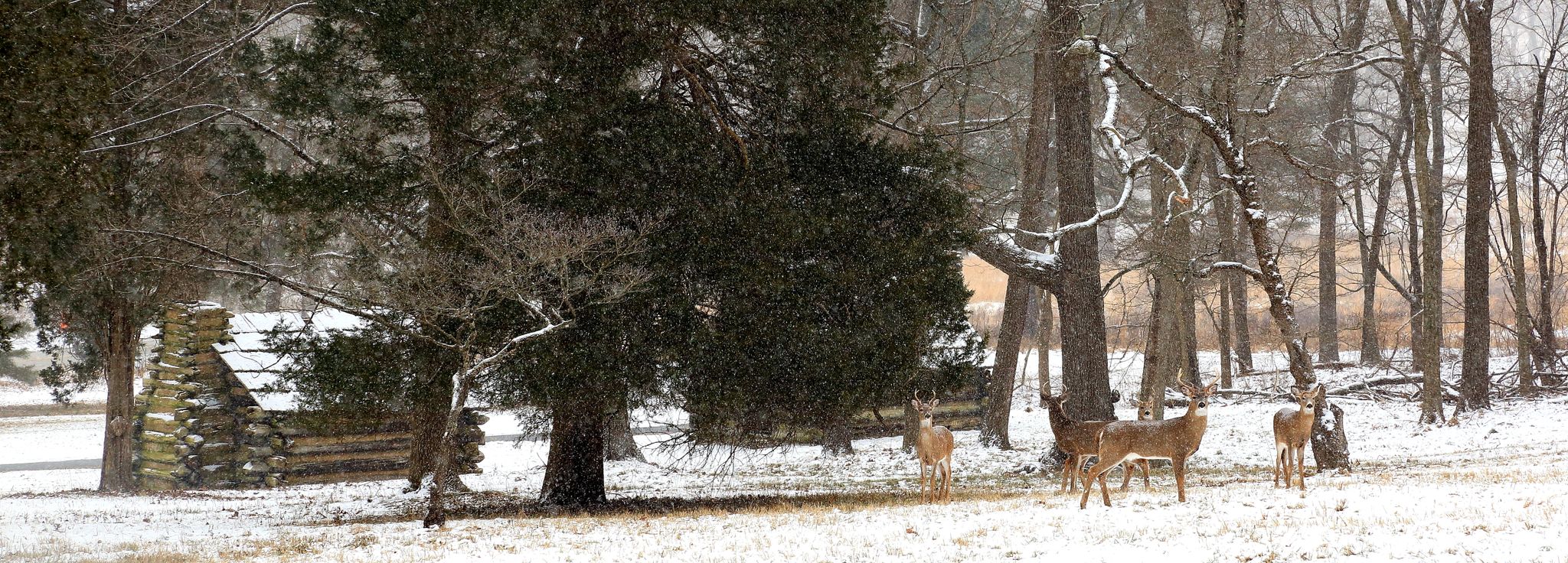 Deer graze in a snowy field near a log cabin and winter trees. - Mt. Joy Trail Loop