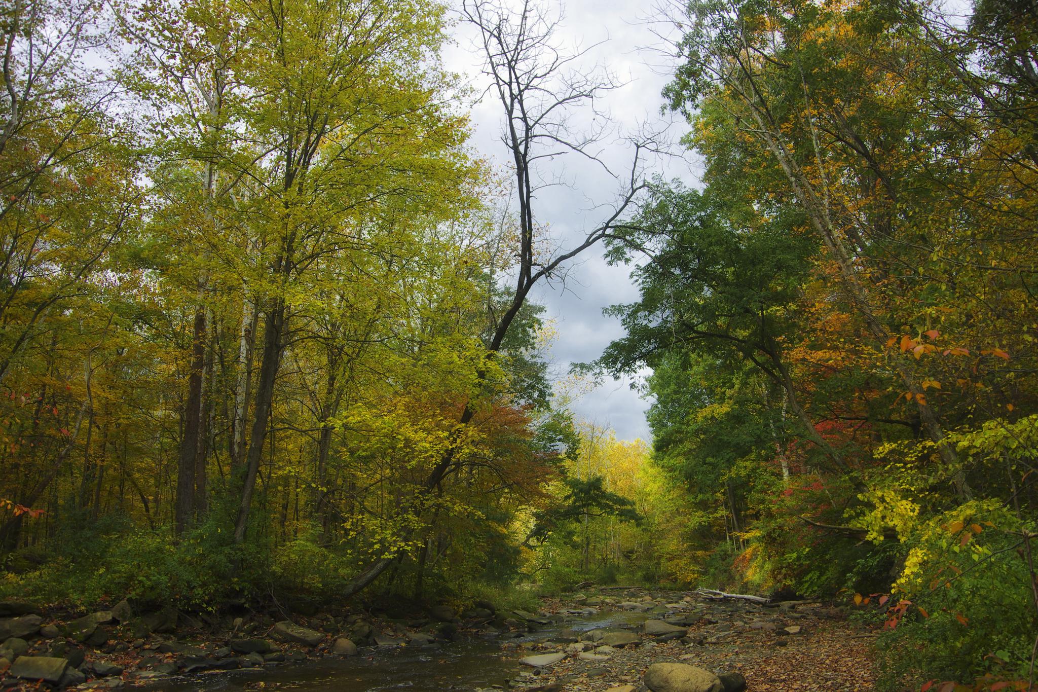 Overcast view of a rocky stream flowing through vibrant autumn woods.