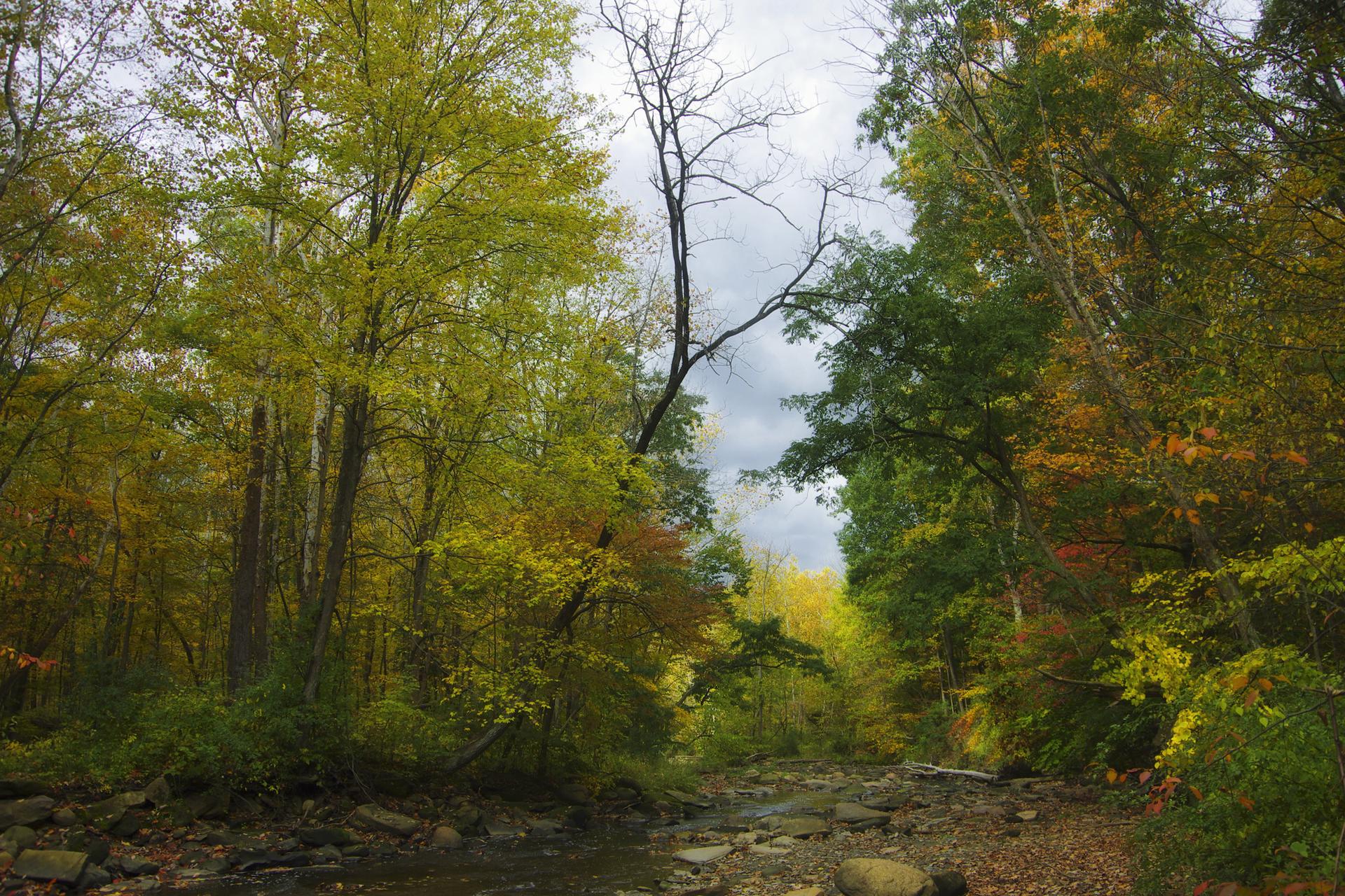 Overcast view of a rocky stream flowing through vibrant autumn woods.