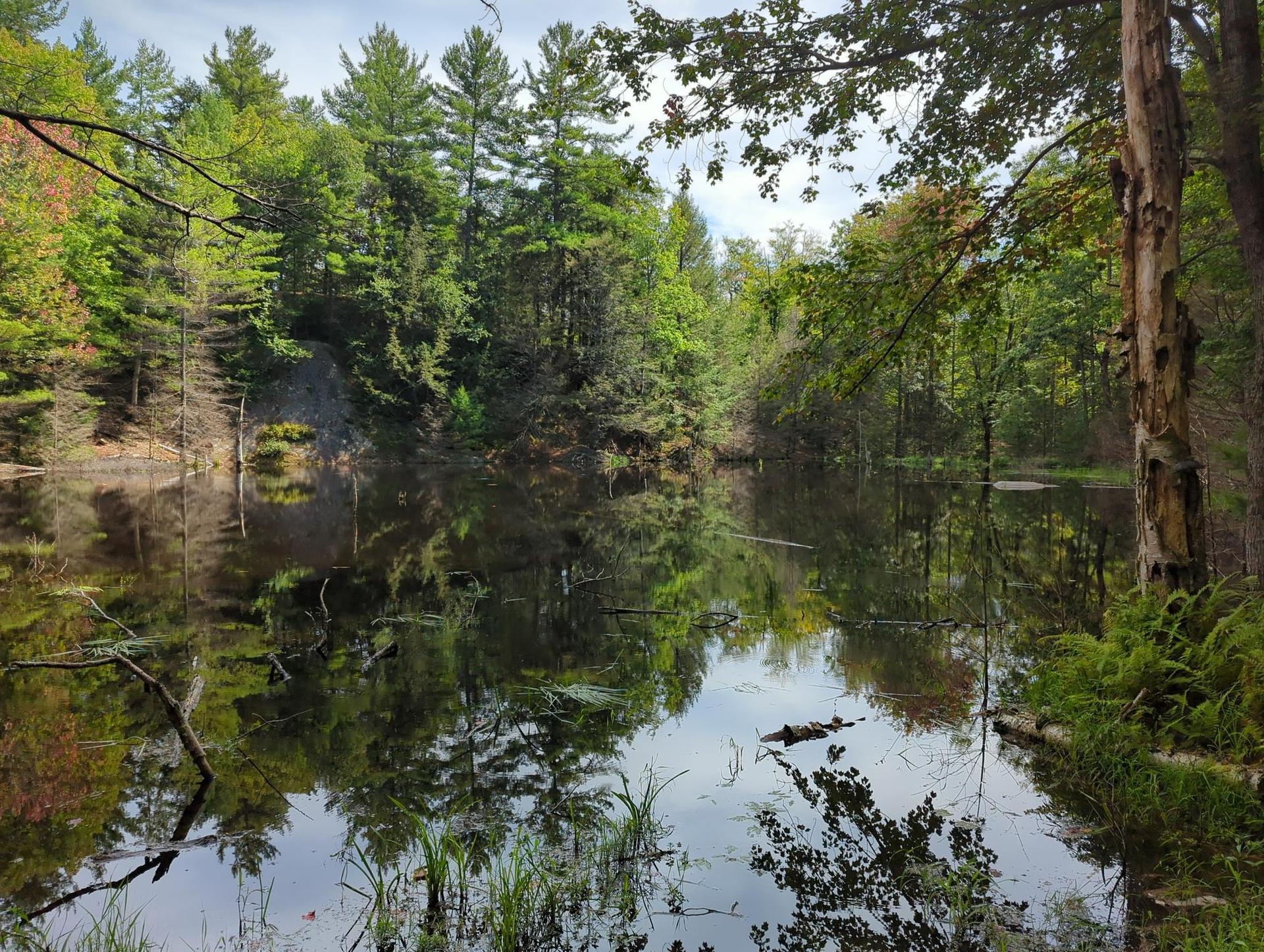 A calm pond reflecting green trees under a bright sky.