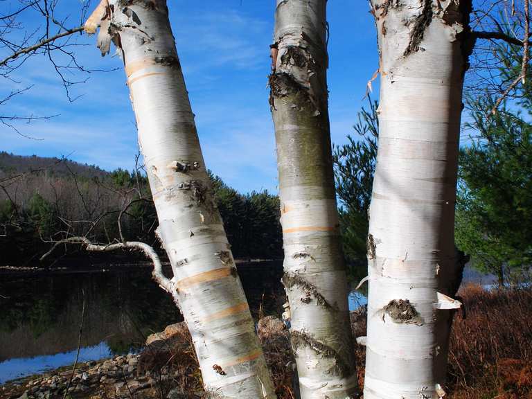 Butler Pond via Van Dusen Nature Preserve loop — Queensbury | randonnée ...
