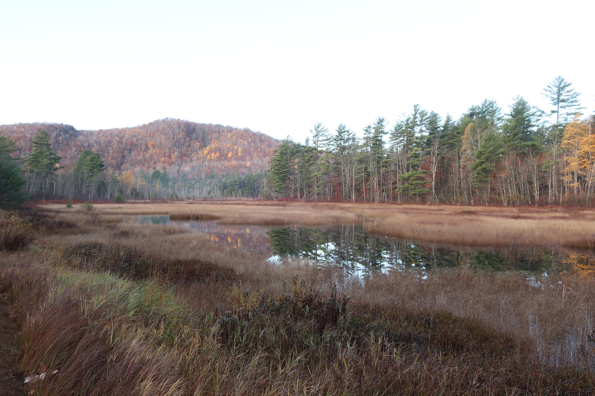 A marshy landscape with water reflecting trees, brown grasses, and a distant autumn mountain.