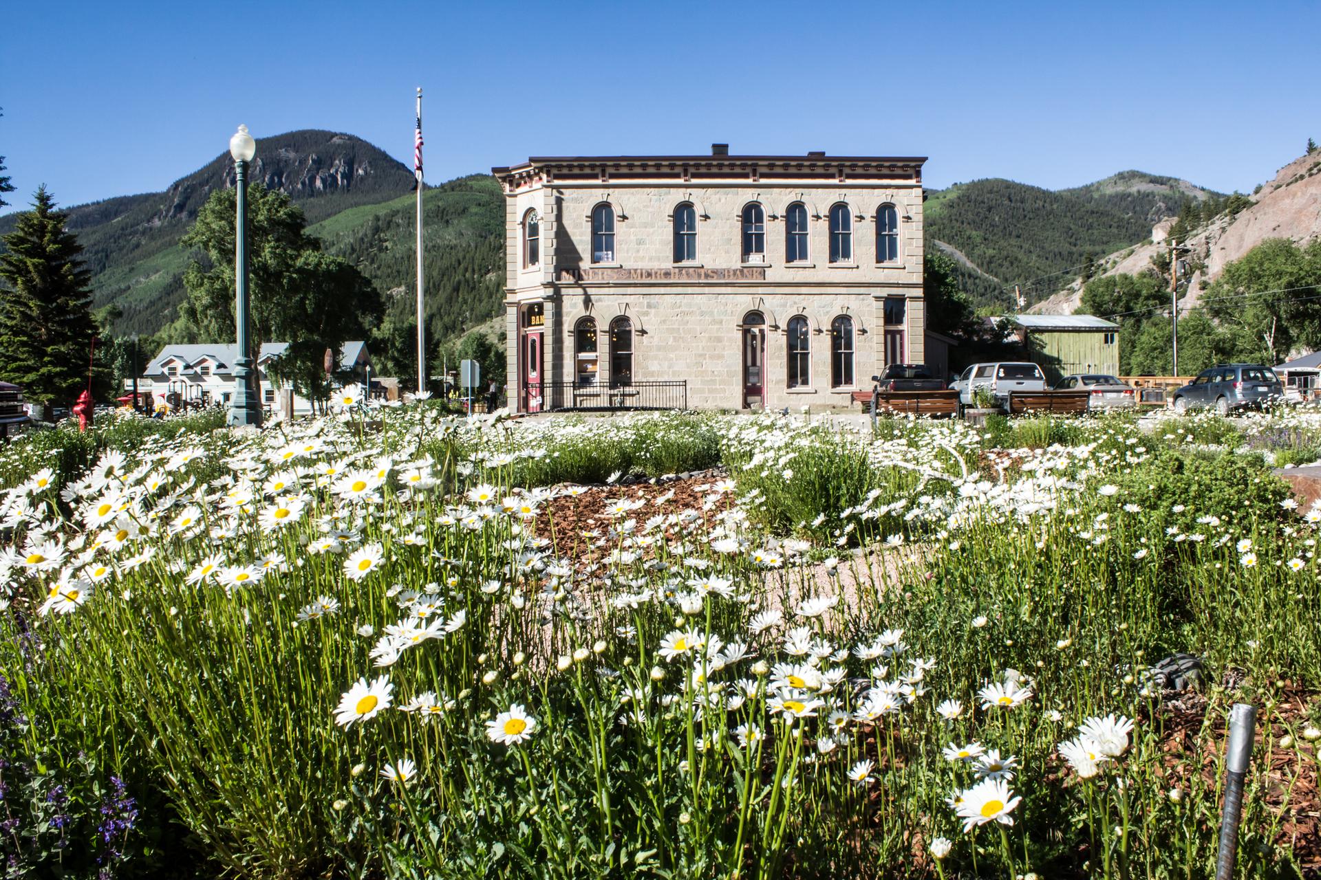 Historic building behind a field of white daisies on a sunny day.