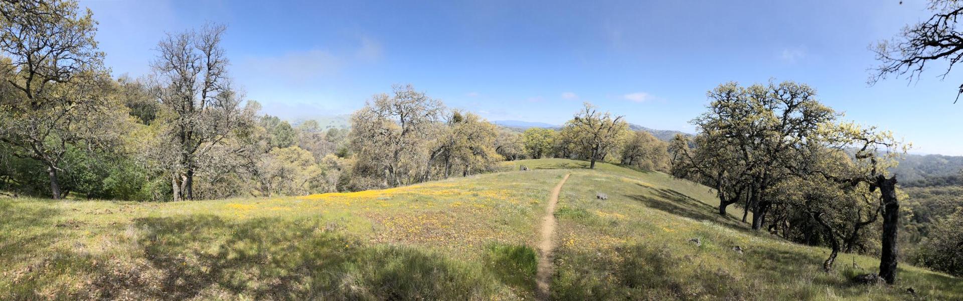 A winding dirt path through a sunny, grassy hillside with scattered trees.
