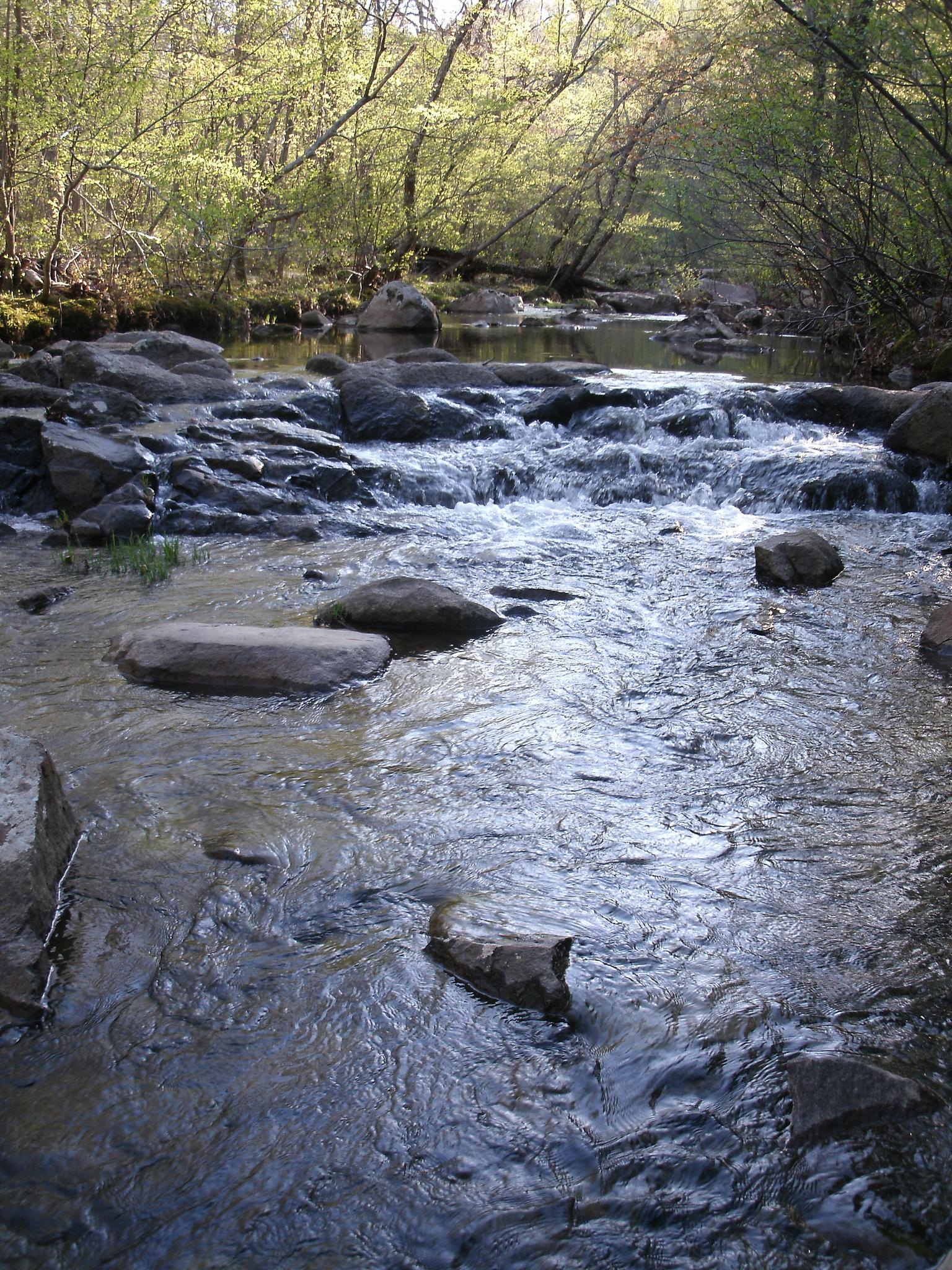 A sunlit rocky stream with small rapids flows through a vibrant green forest.