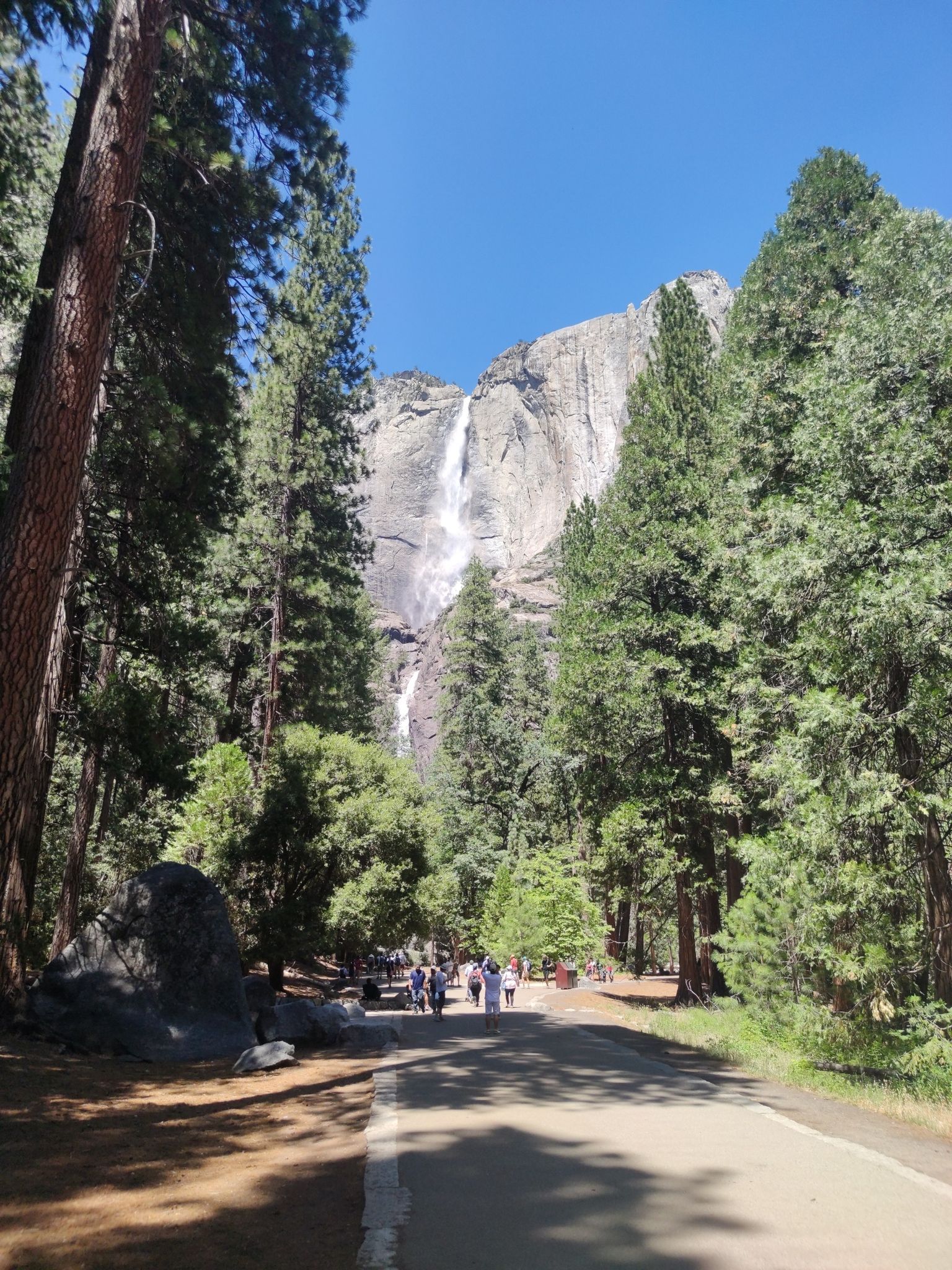 Tall waterfall cascading down a rocky cliff, seen through pine trees, people walking. - Lower Yosemite Fall Trail