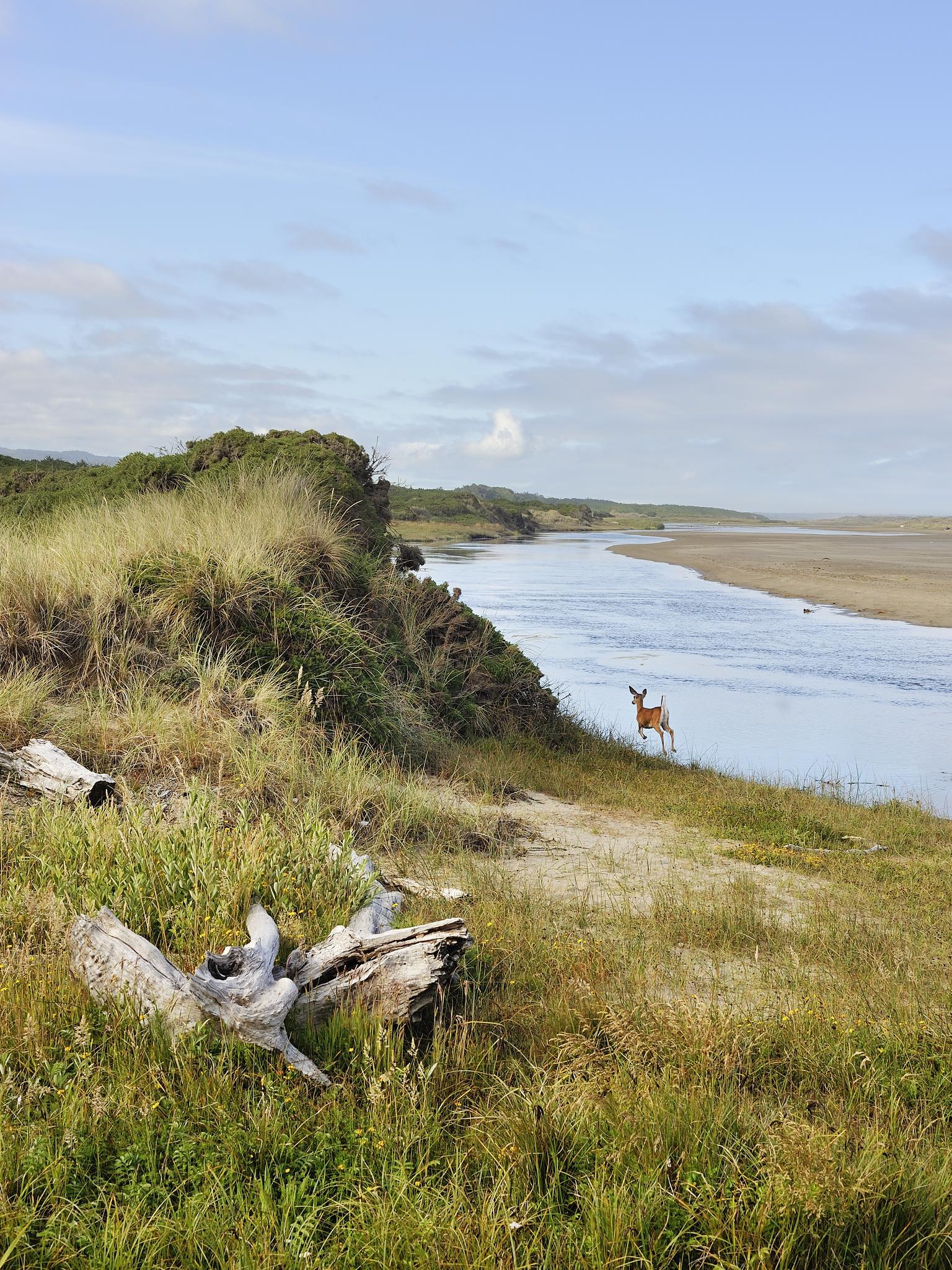 A deer stands by a wide river with grassy dunes under a bright sky.