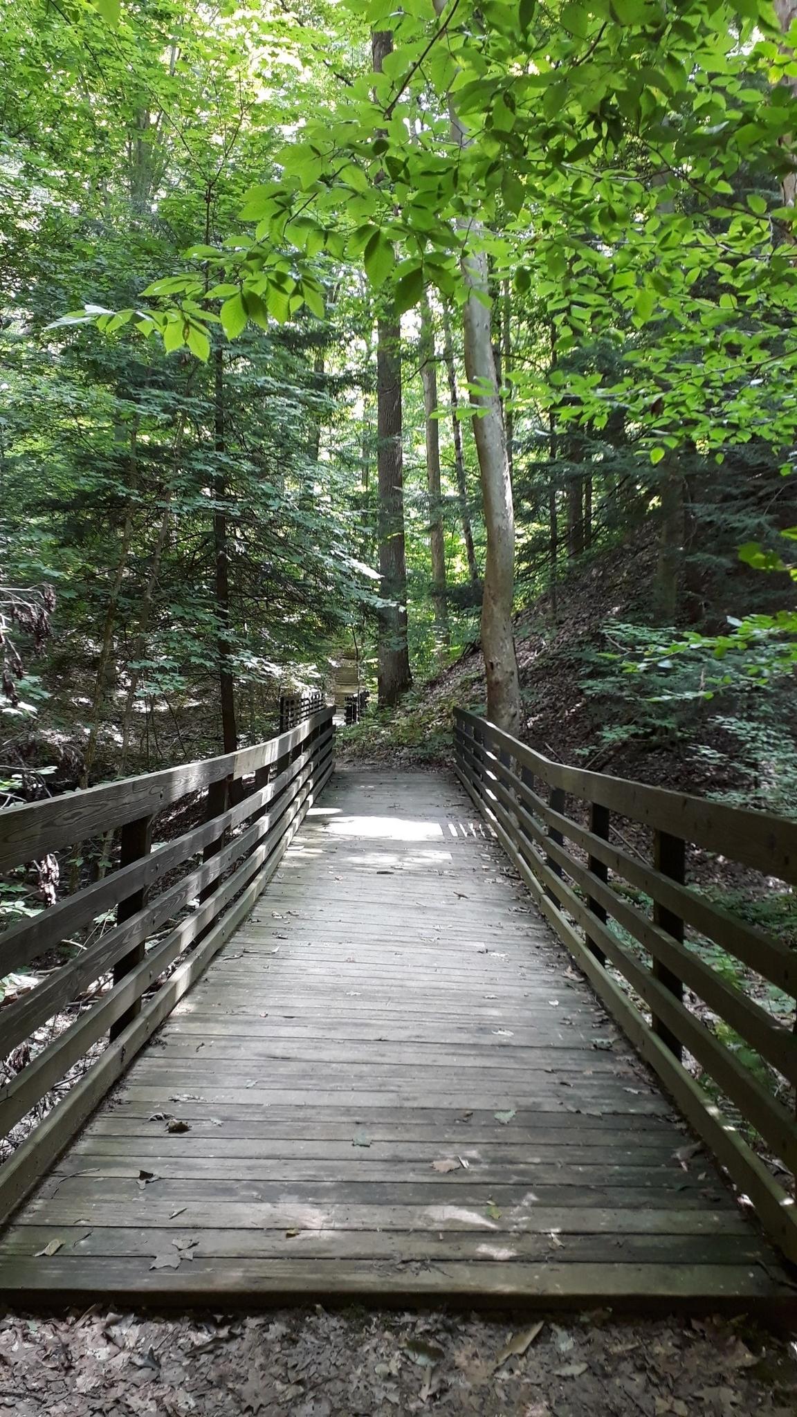 Wooden boardwalk through a lush, sun-dappled forest.