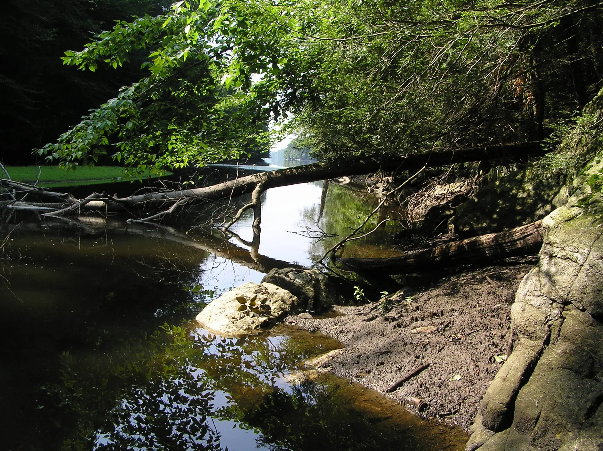 Fallen trees span a calm forest river with sunny reflections on the water.