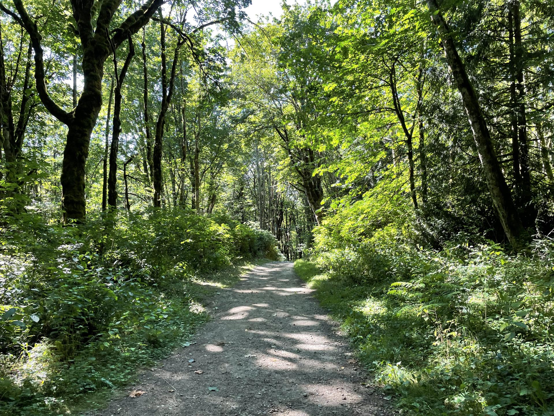Sunlit dirt path winding through a lush green forest with tall trees.