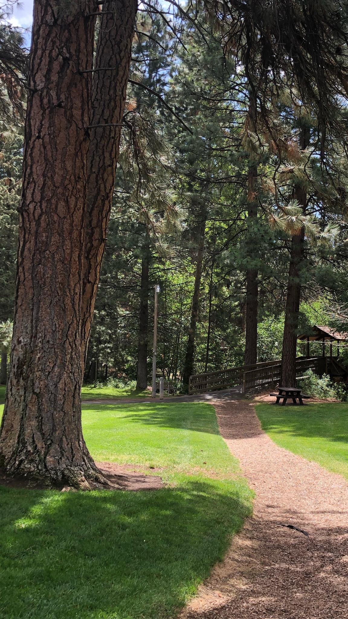 Shaded gravel path through a green forest with a large tree trunk.
