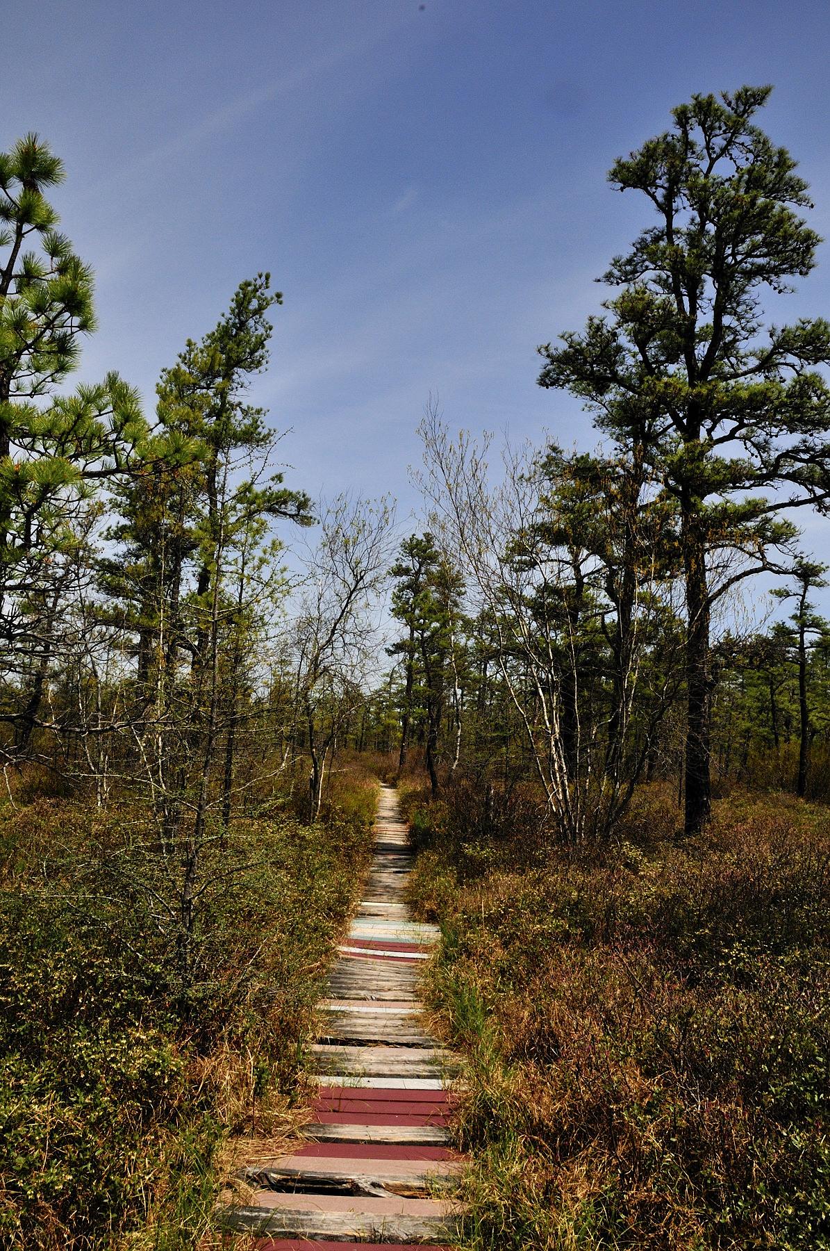 A sunny wooden boardwalk leads through a forest of tall trees and bushes.
