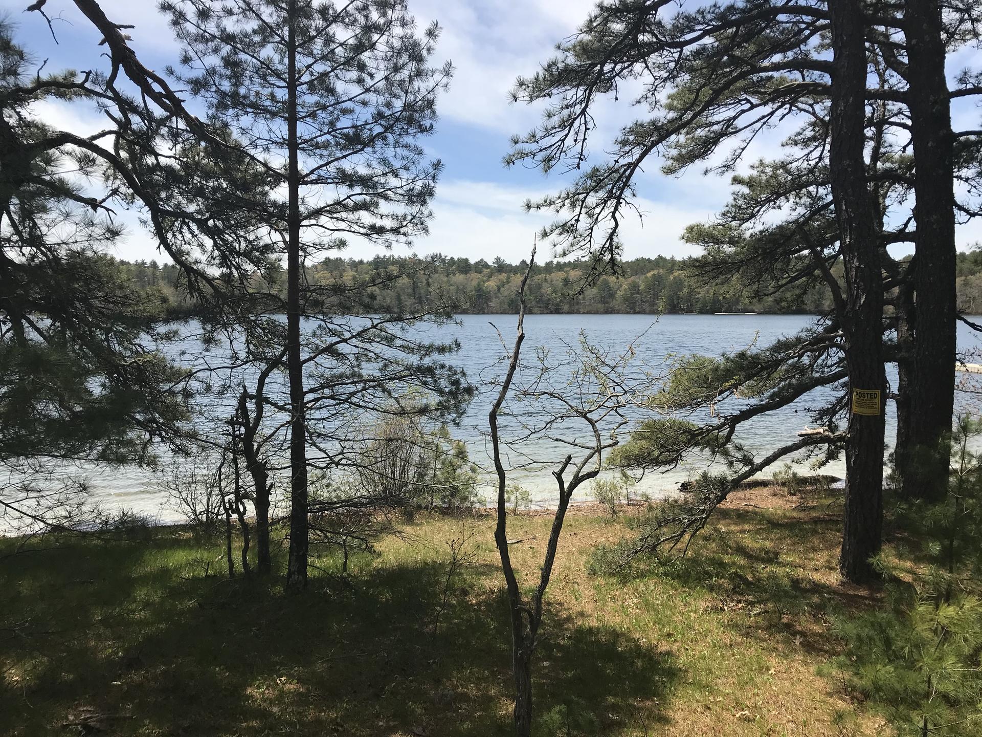 Sunlight illuminates a tranquil lake framed by dark pine trees and green grass.