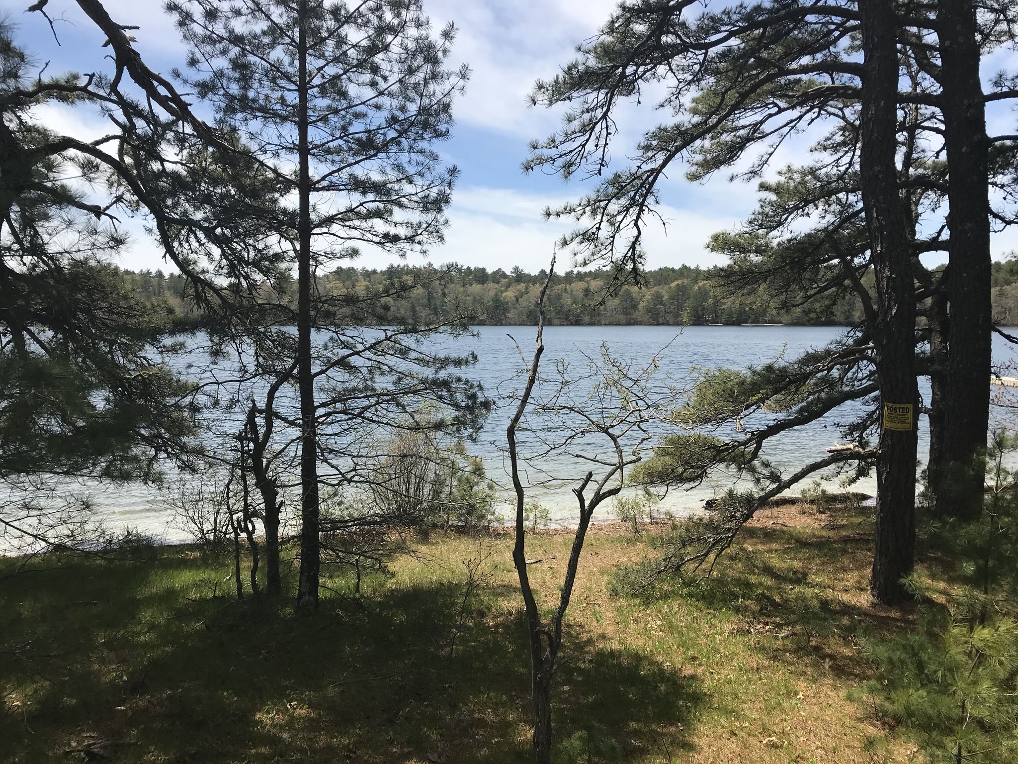Sunlight illuminates a tranquil lake framed by dark pine trees and green grass. - Betsy's Trail